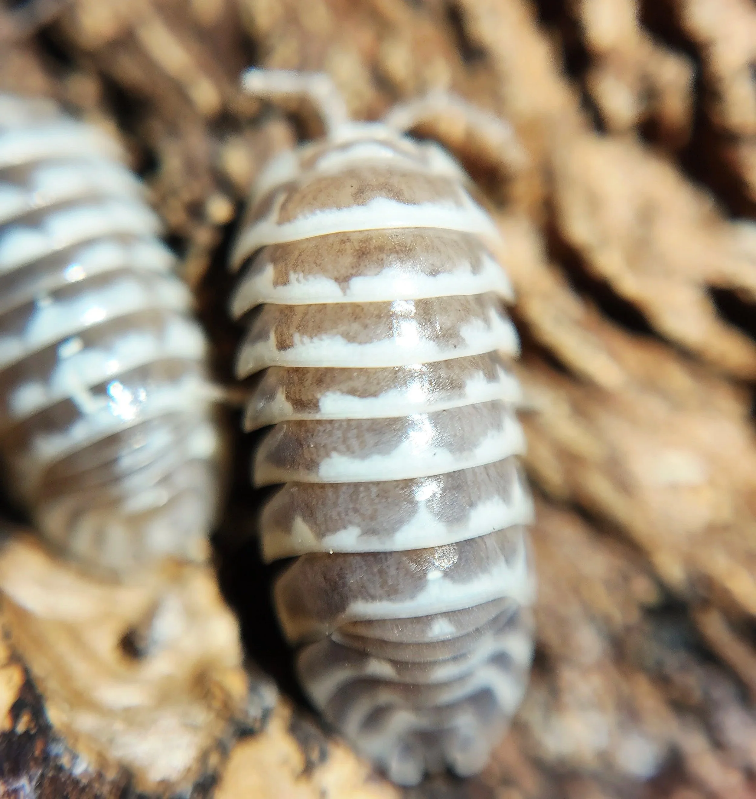 Armadillidium Maculatum Chocolate Zebra Isopod