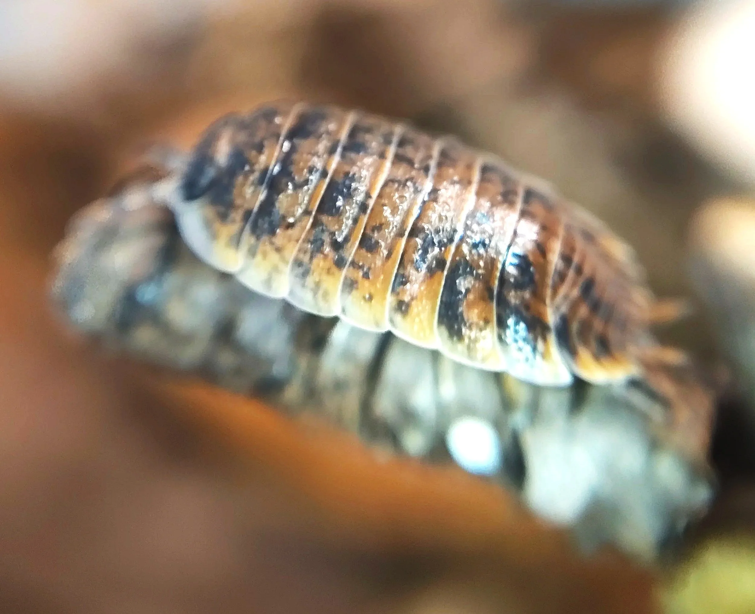 Porcellio Orarum Orarum Marbled Isopod
