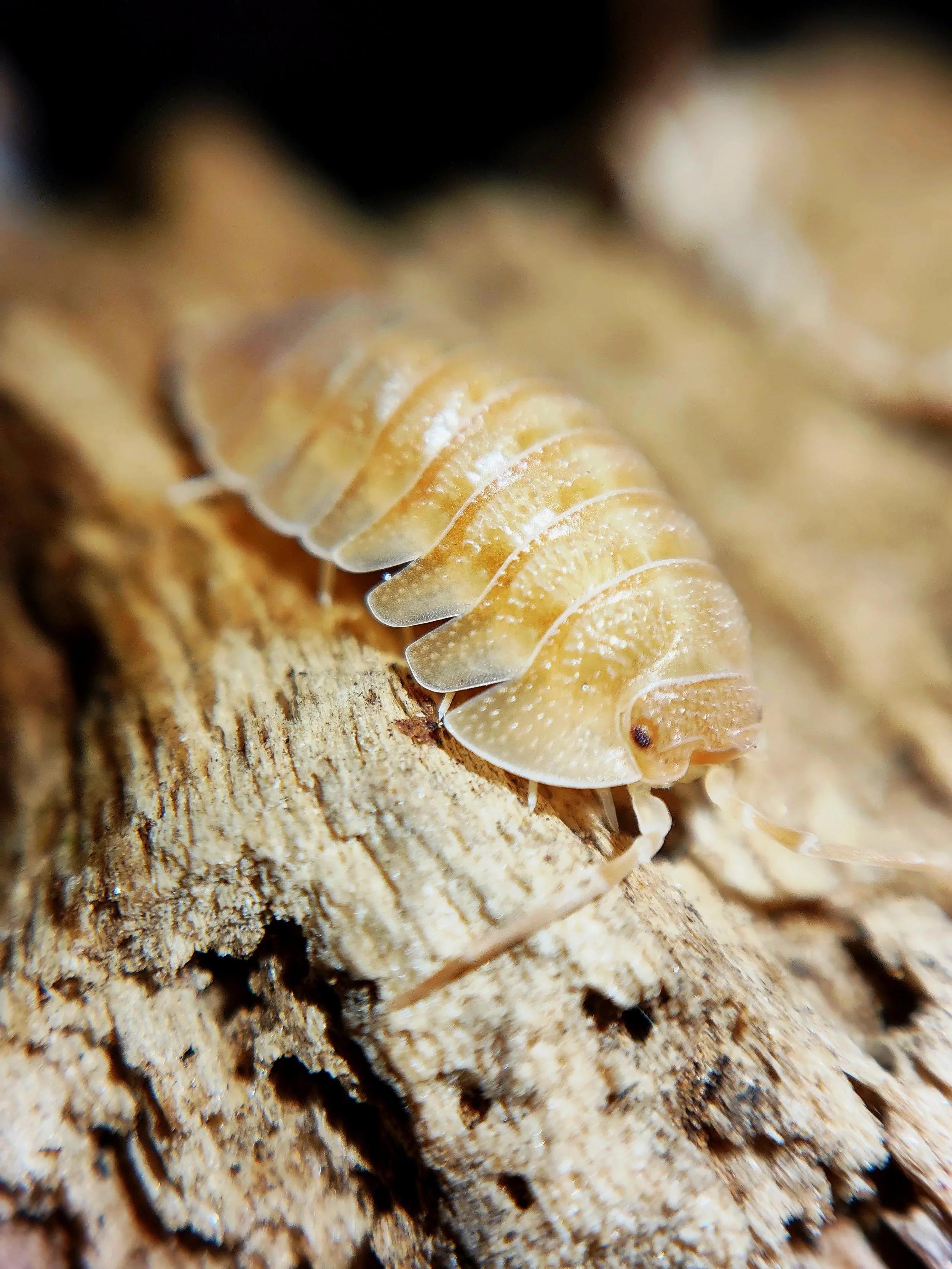 armadillidium pallasii orange isopods