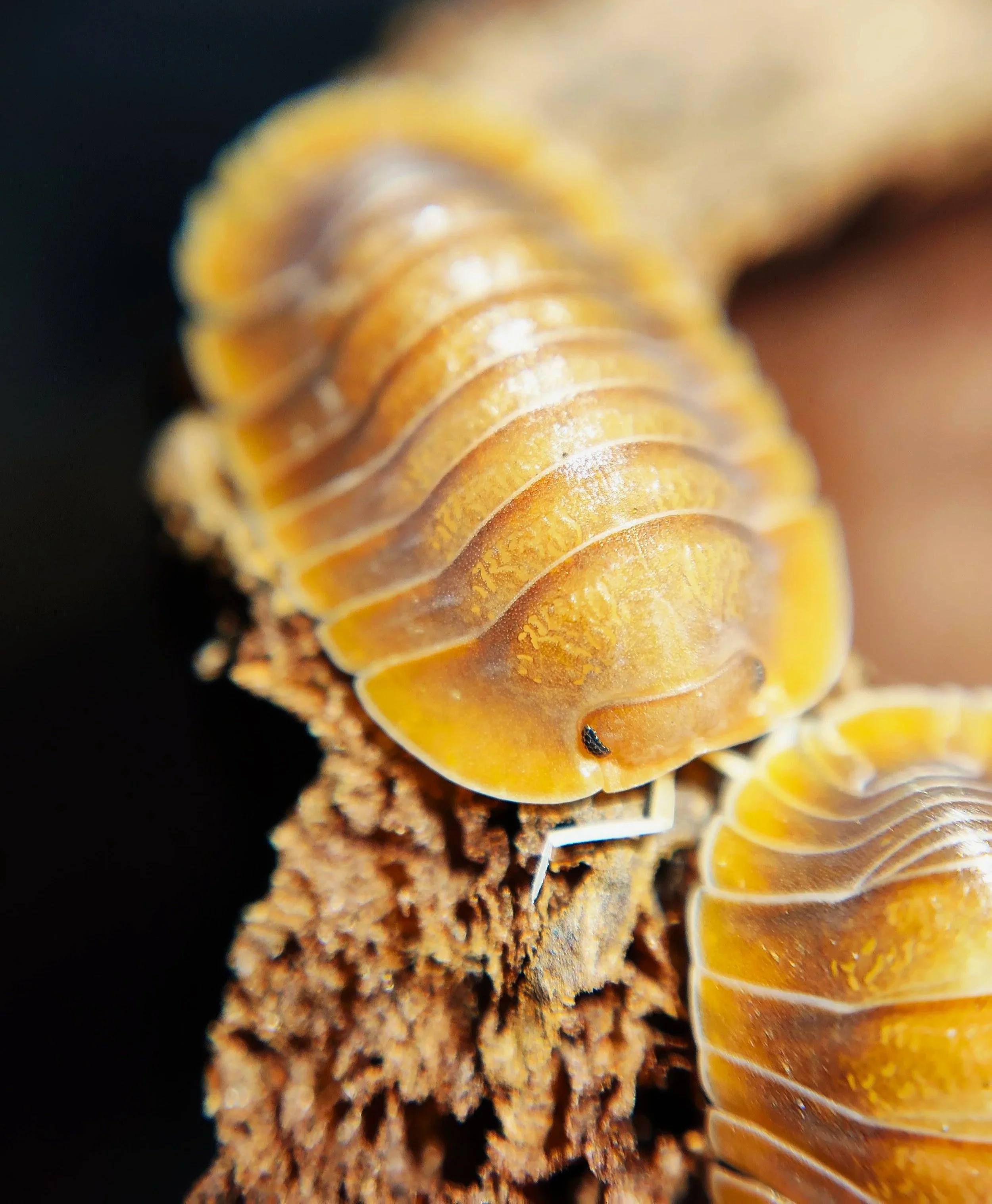 Troglodillo Vex Isopod