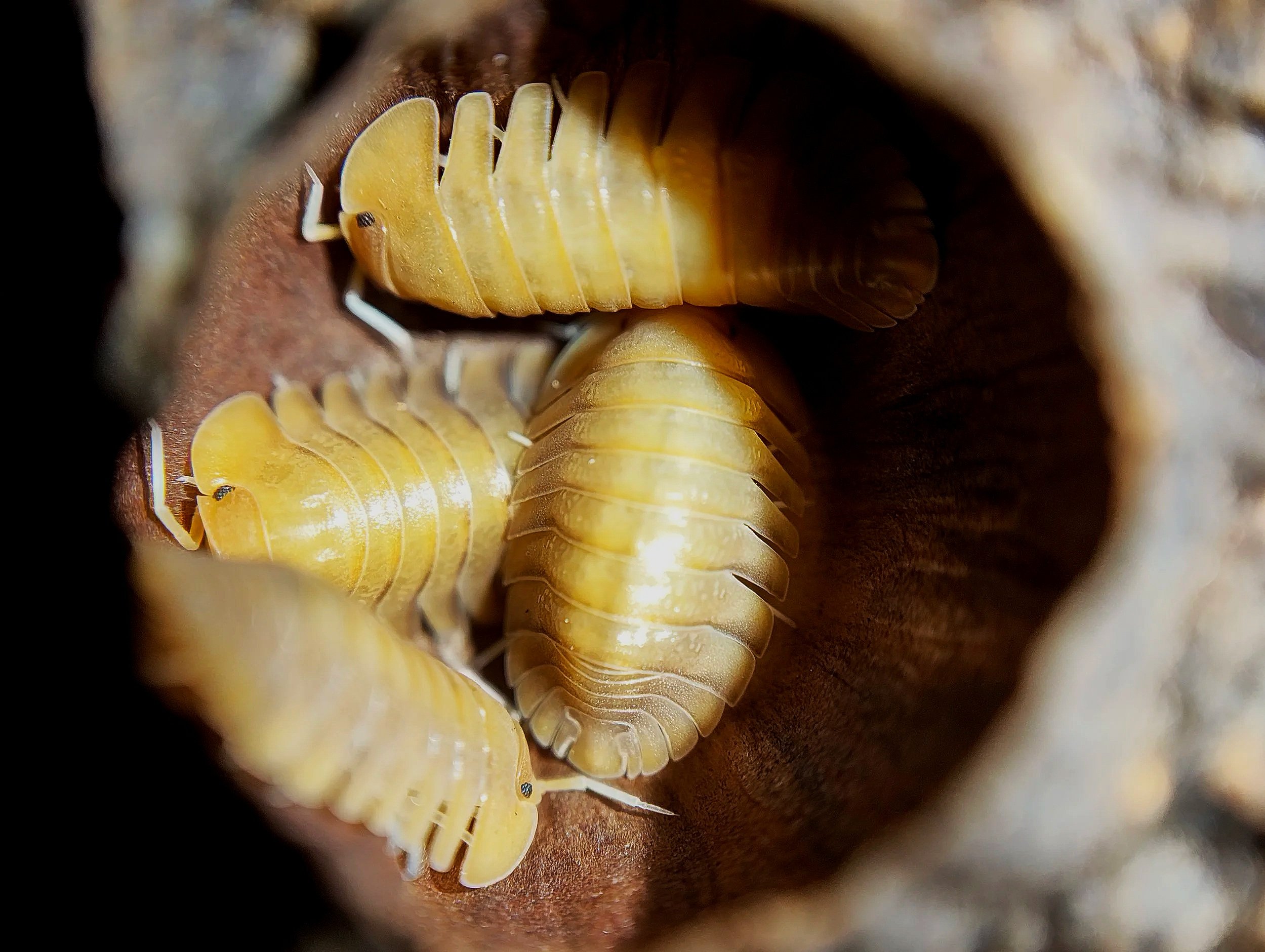 troglodillo sunset isopods for sale uk
