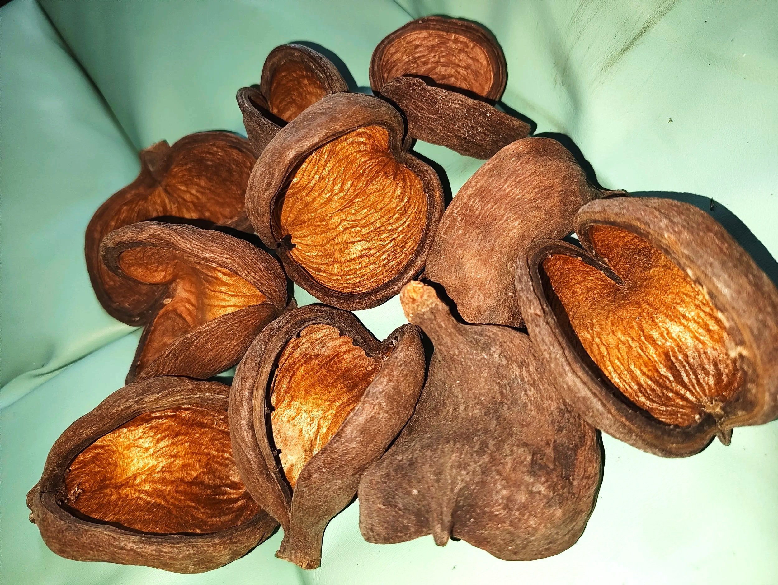badam nuts for isopod enclosures dry goods for isopods and other invertebrates uk