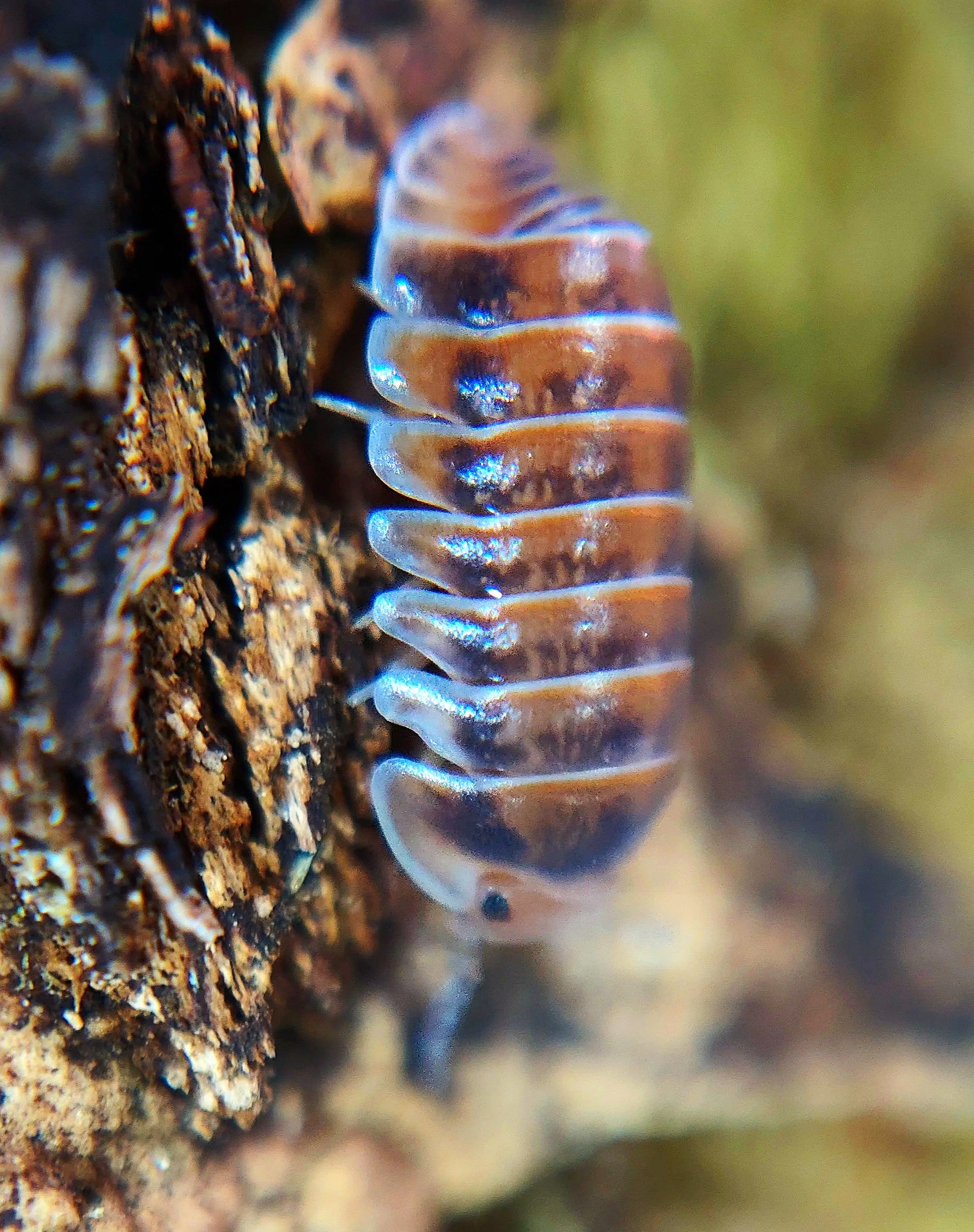 cubaris red pak chong isopods uk pak chong red isopods for sale
