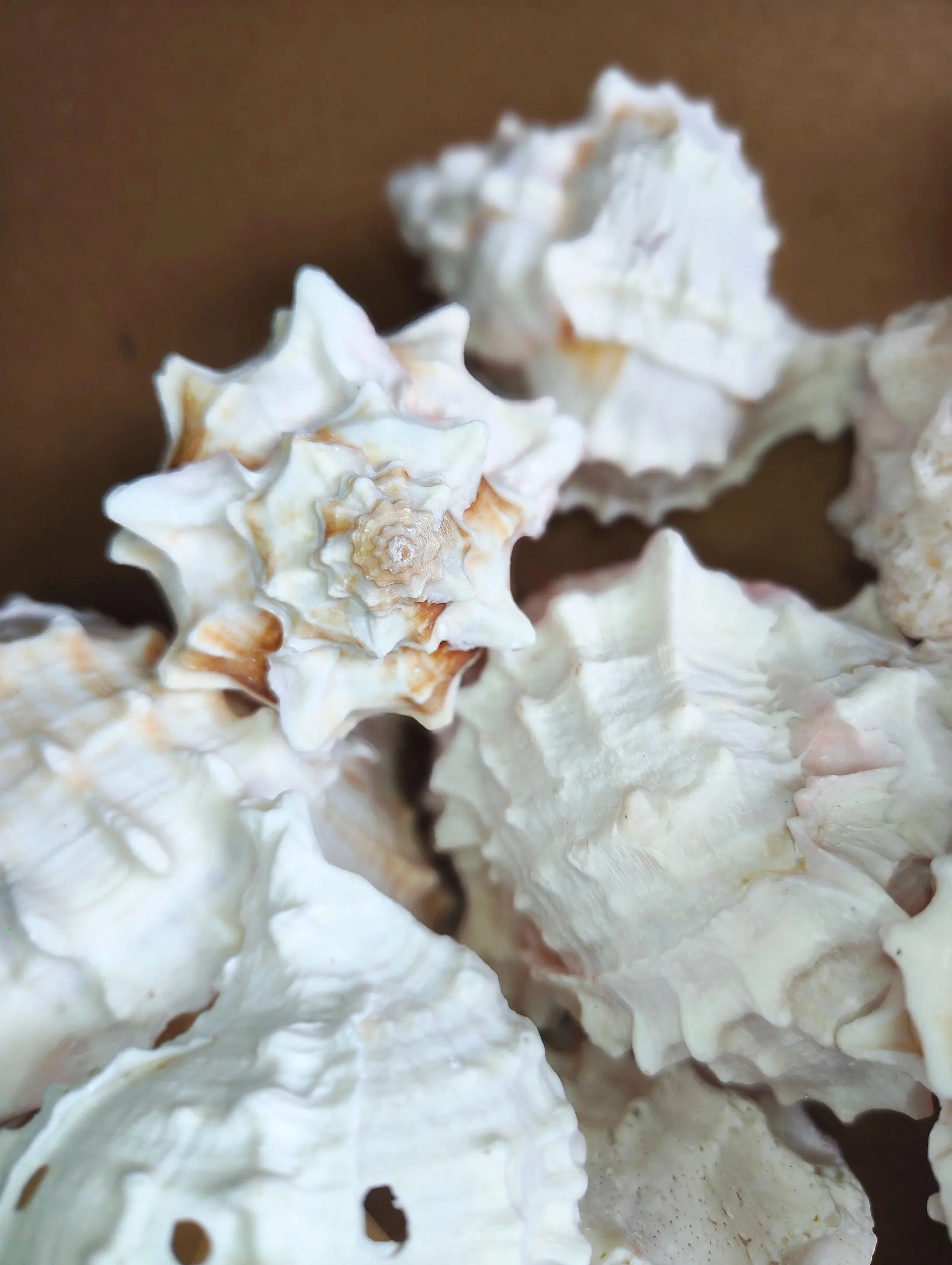 pink murex shells for isopods and other inverts uk supplies for isopods