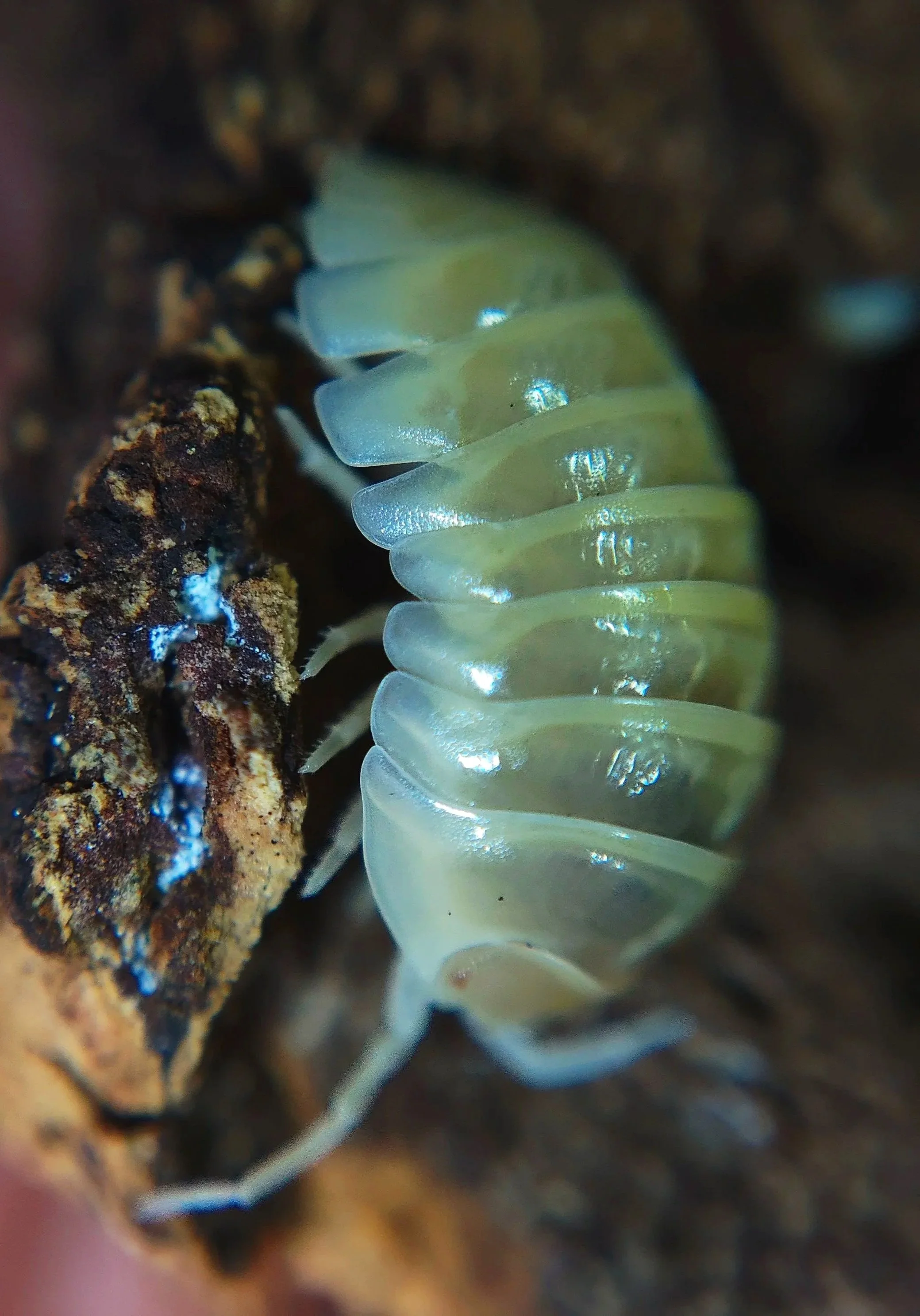 Armadillidium Vulgare T+ Albino Isopod