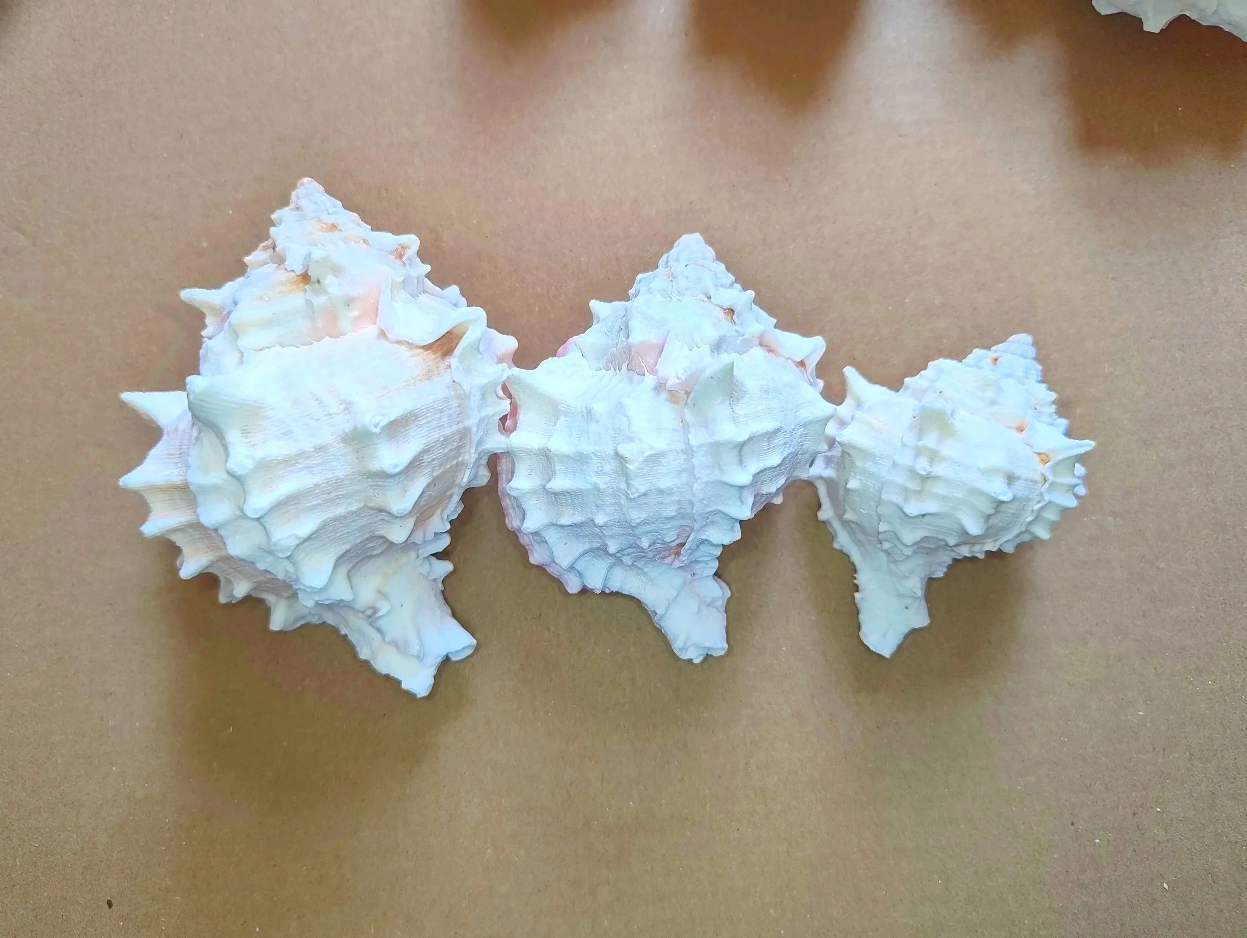 pink murex shells for isopods and other inverts uk supplies for isopods