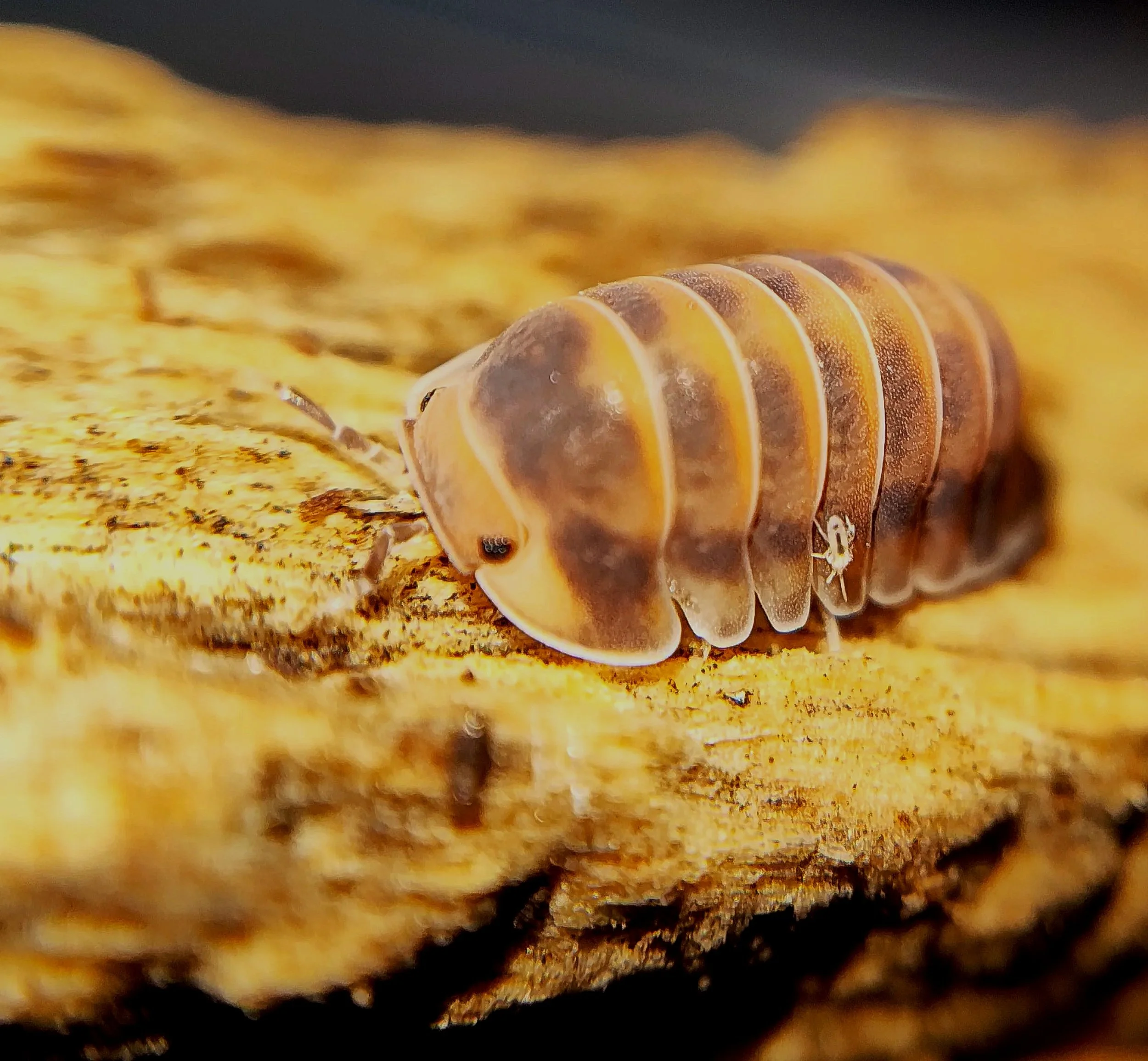 cubaris red pak chong isopods uk pak chong red isopods for sale