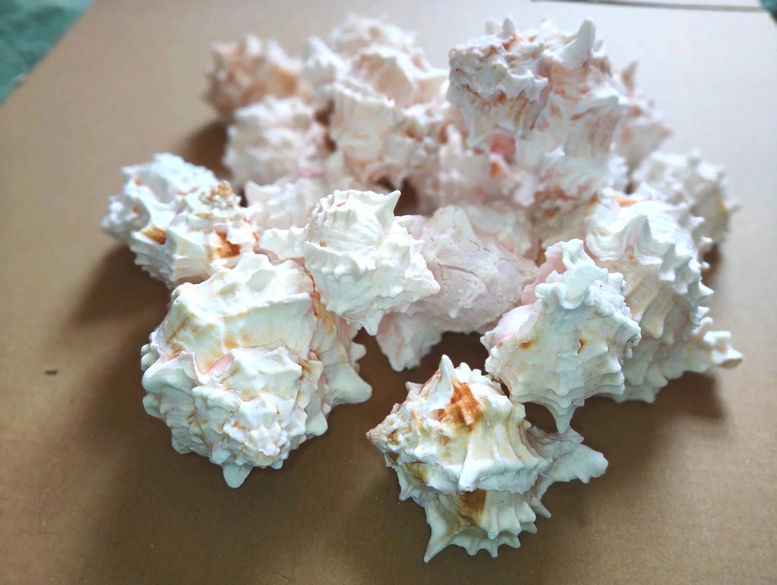 pink murex shells for isopods and other inverts uk supplies for isopods