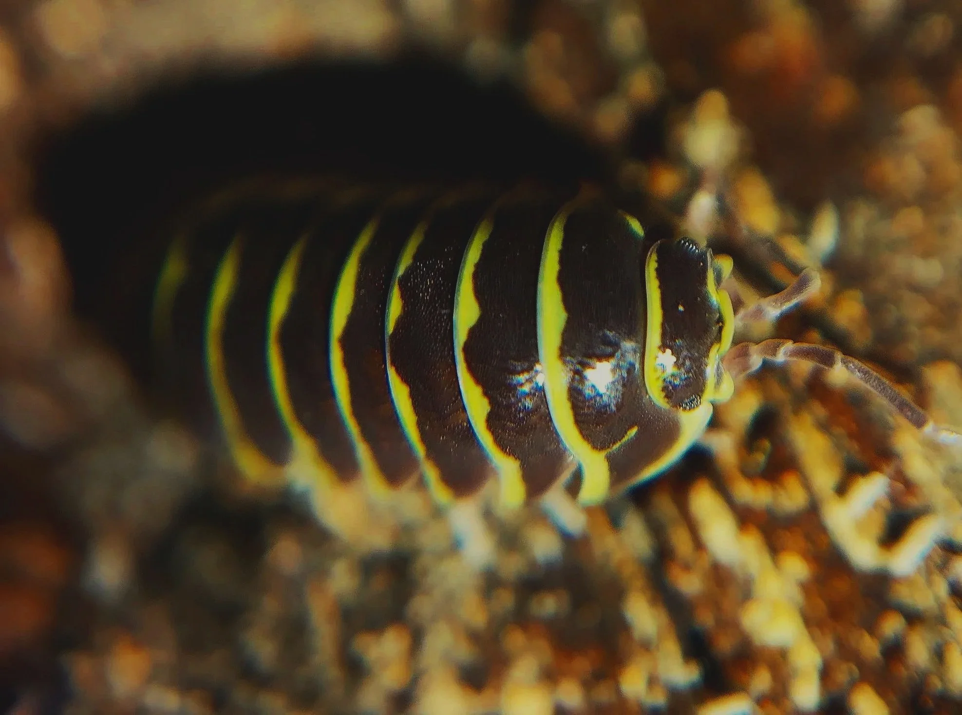 armadillidium maculatum yellow zebra isopod cheap isopods for bioactive enclosures
