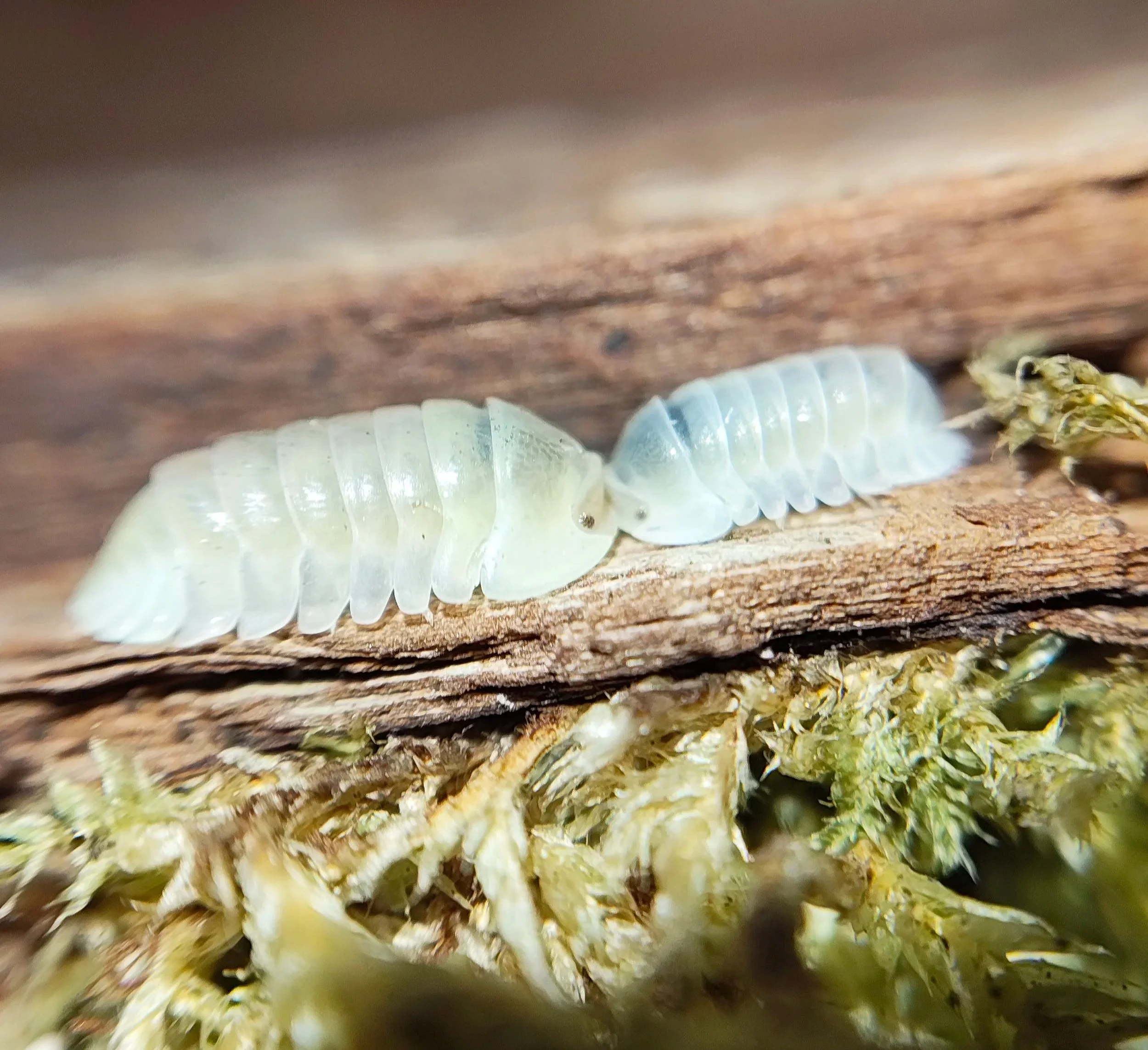 cubaris rubber ducky albino ultra blonde isopods