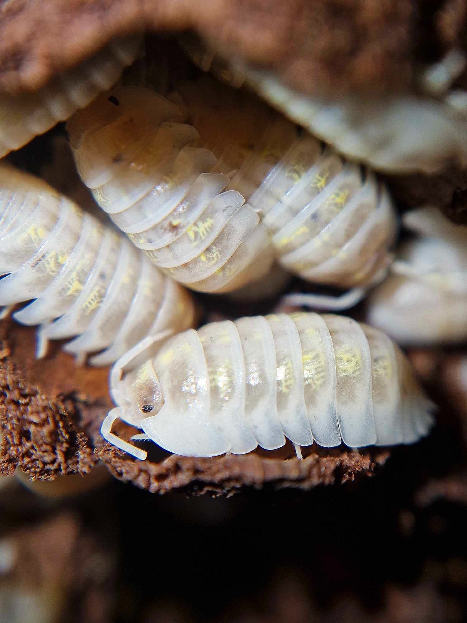 Armadillidium Depressum Magic Potion Isopods