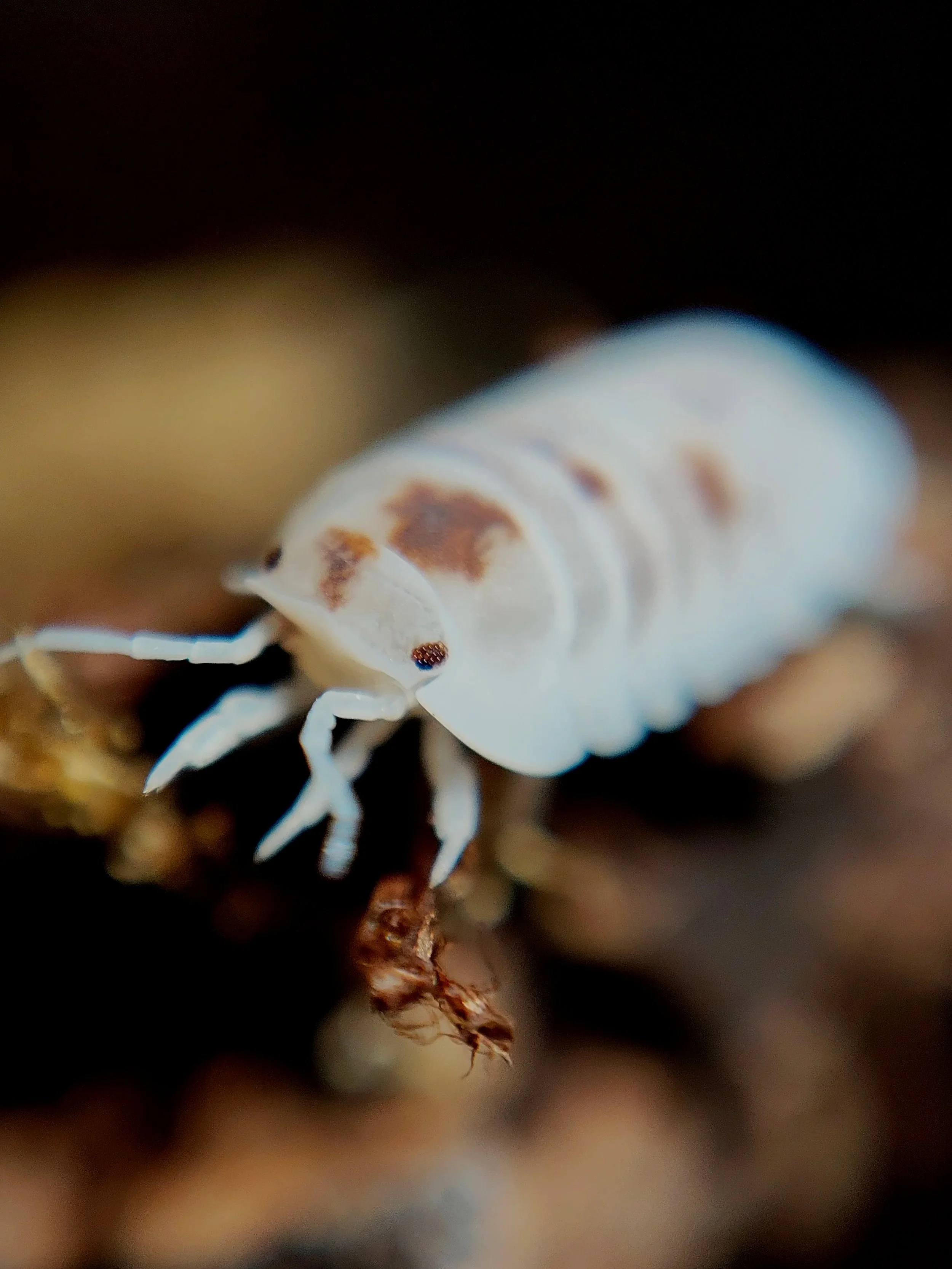 Cubaris Murina Mother of pearl isopod uk