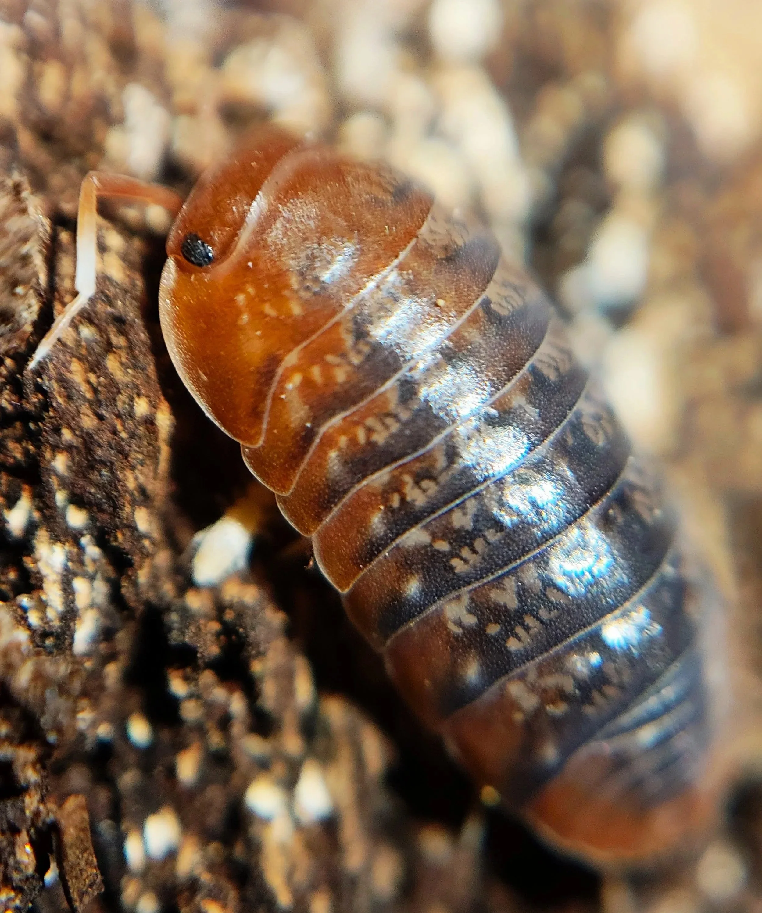 Sinodillo Vietnam Isopod