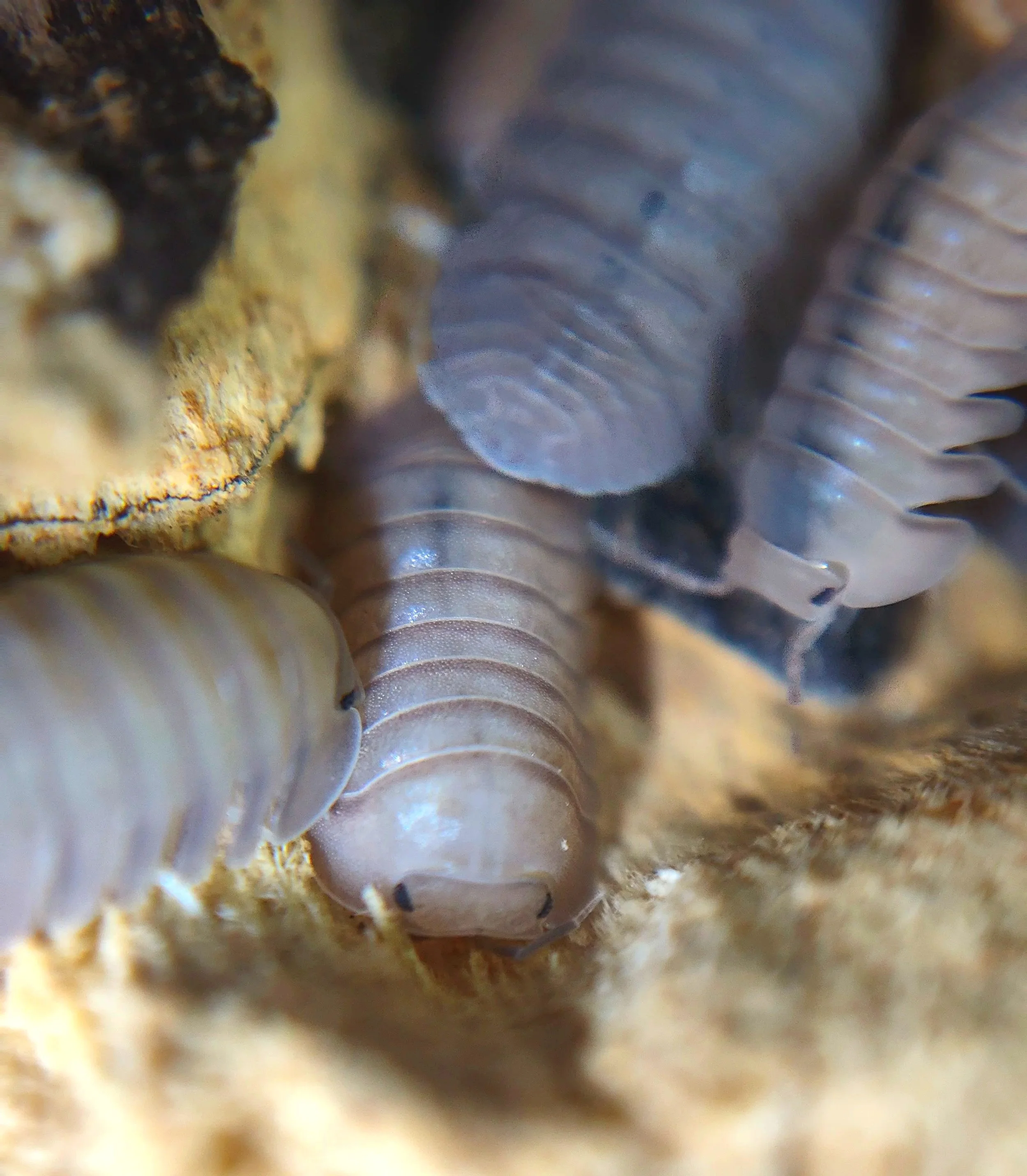 Cubaris Thai Blue Angel Isopods