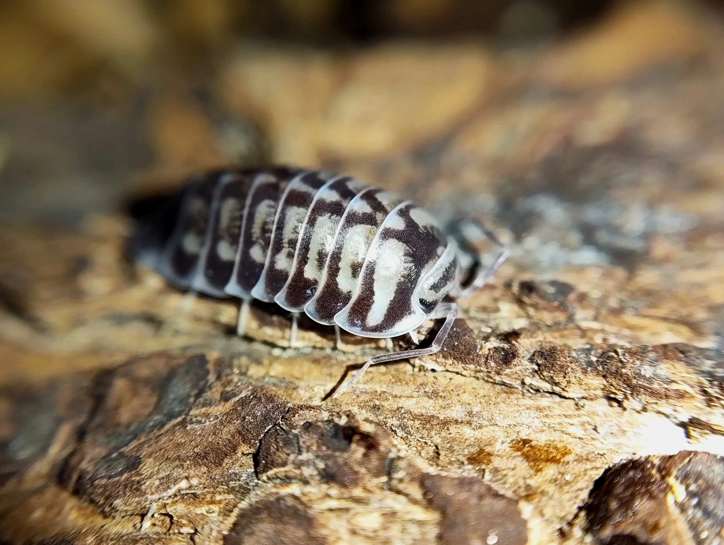 xeroniscus seigfriedhuberi isopods uk rare isopods for sale uk