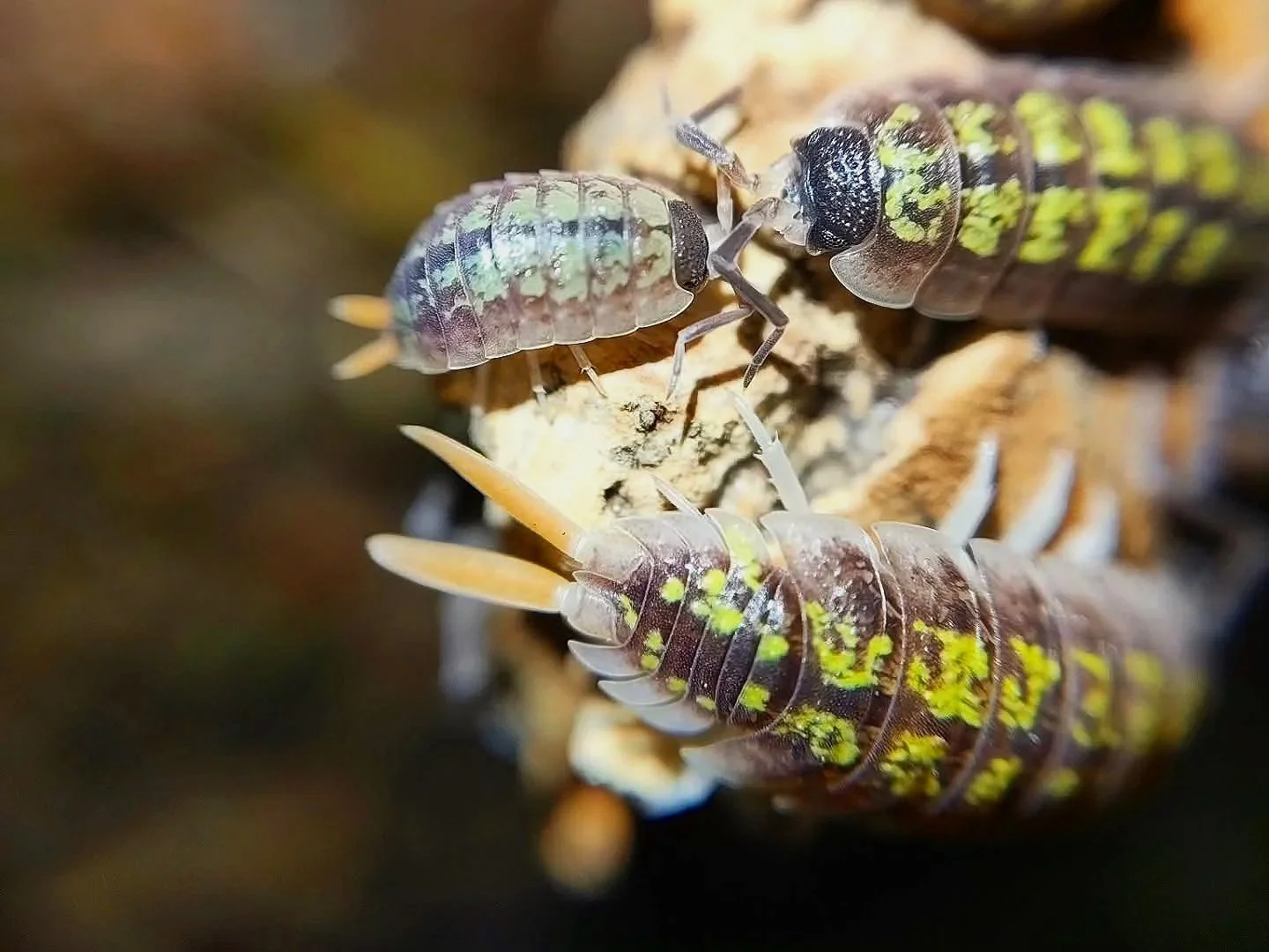 Porcellio Red Uropods/Orange Stick Isopods