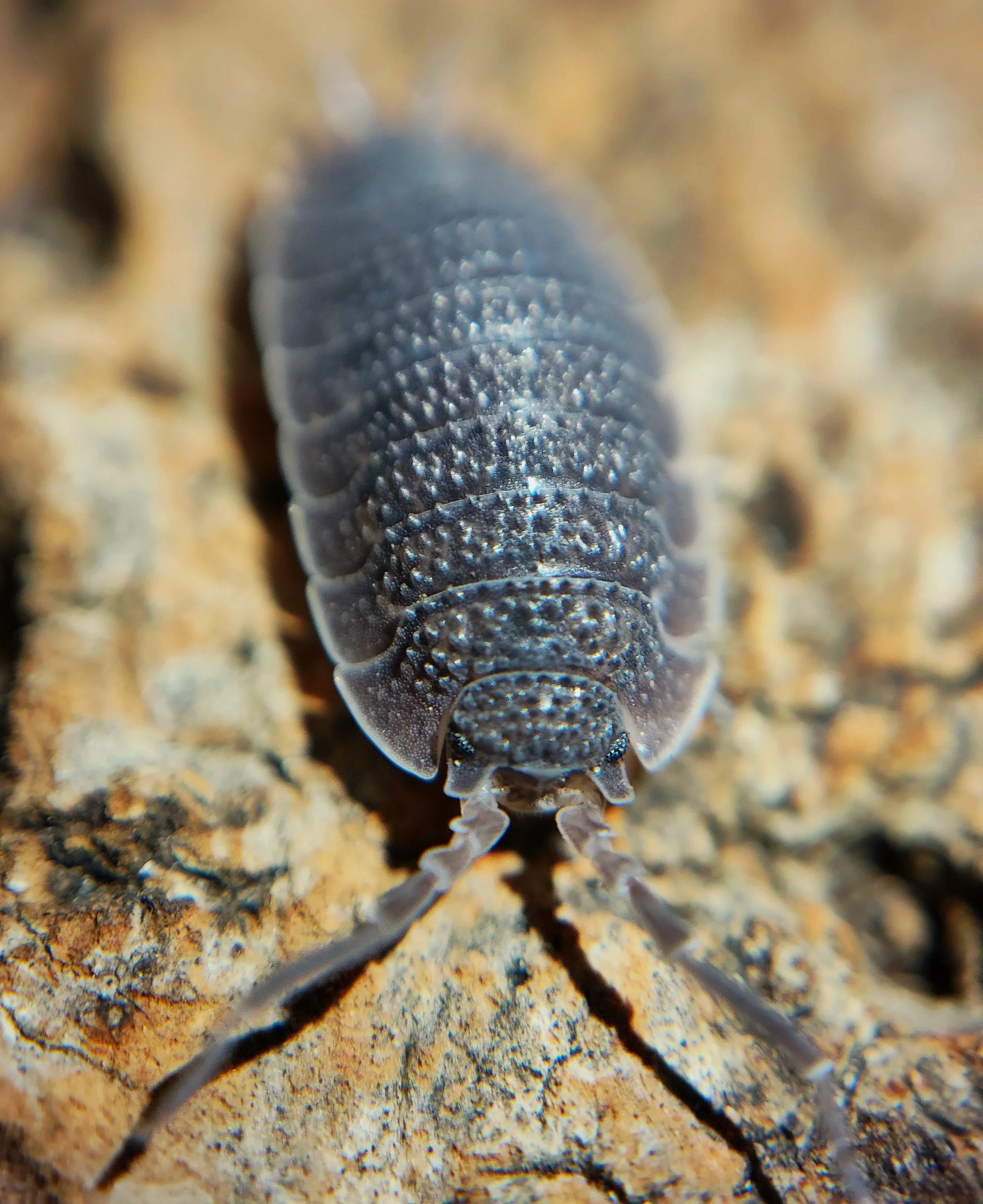 Porcellio Echinatus Shark Skin Isopod