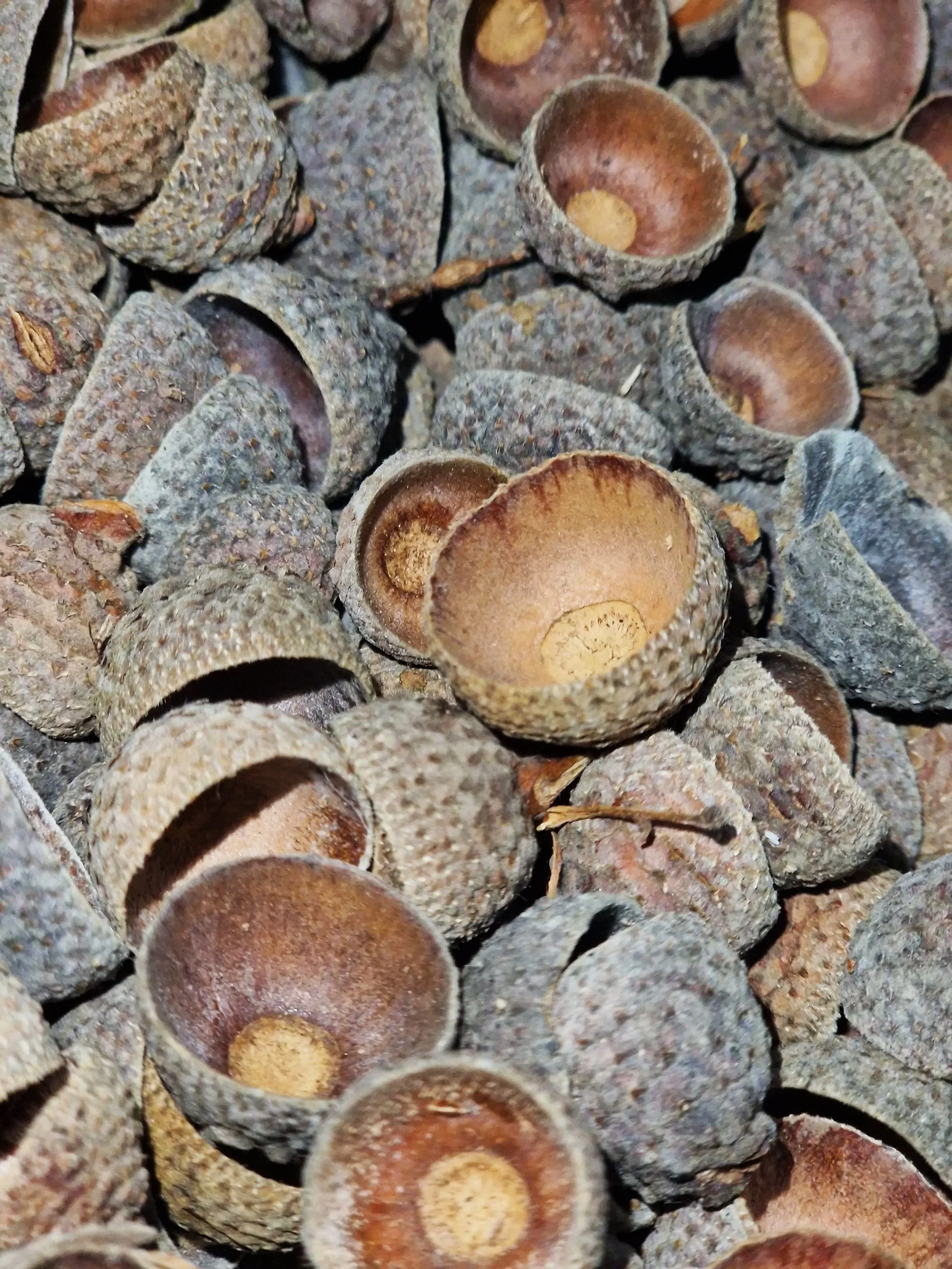 acorn caps for isopods