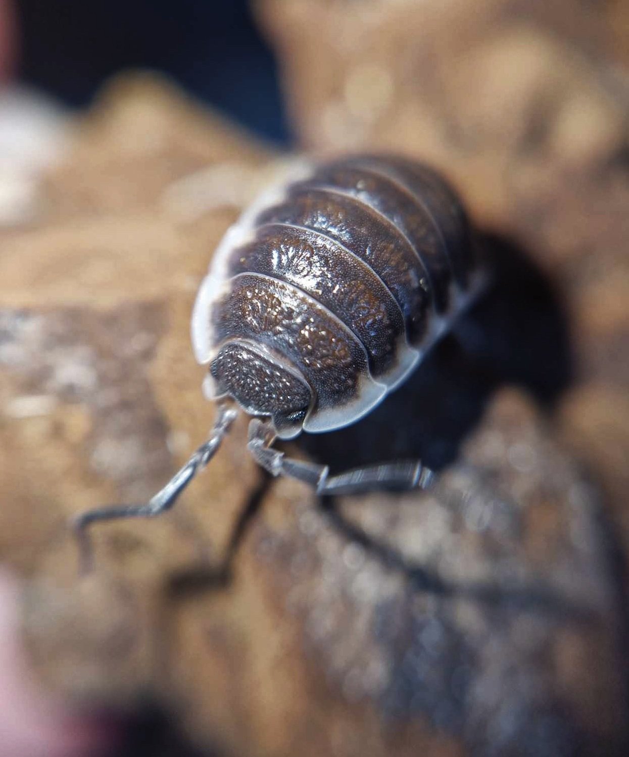 Porcellio Hoffmannseggii Sevilla Isopods