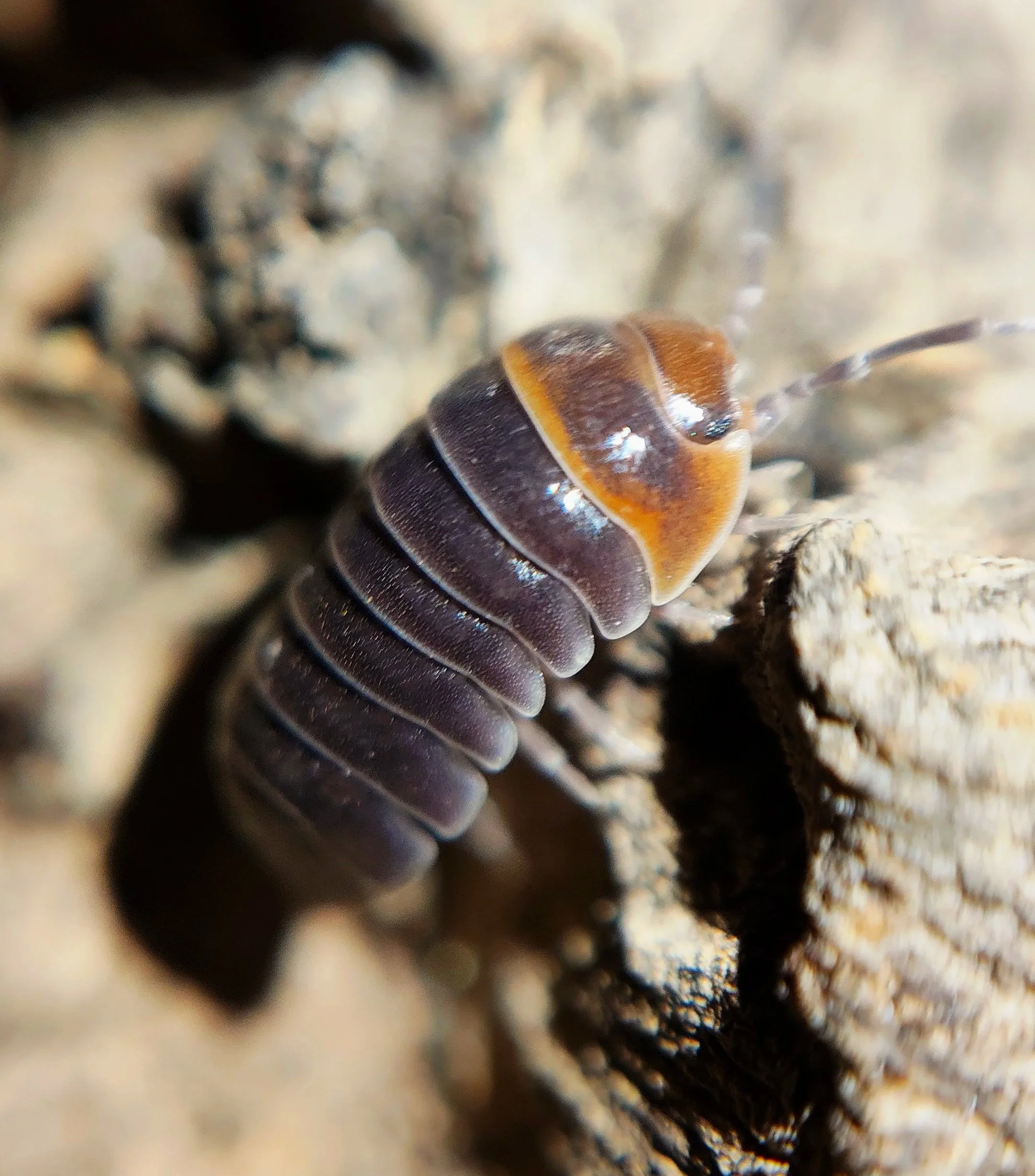 Armadillidium Flavoscutatum Redhead Isopod