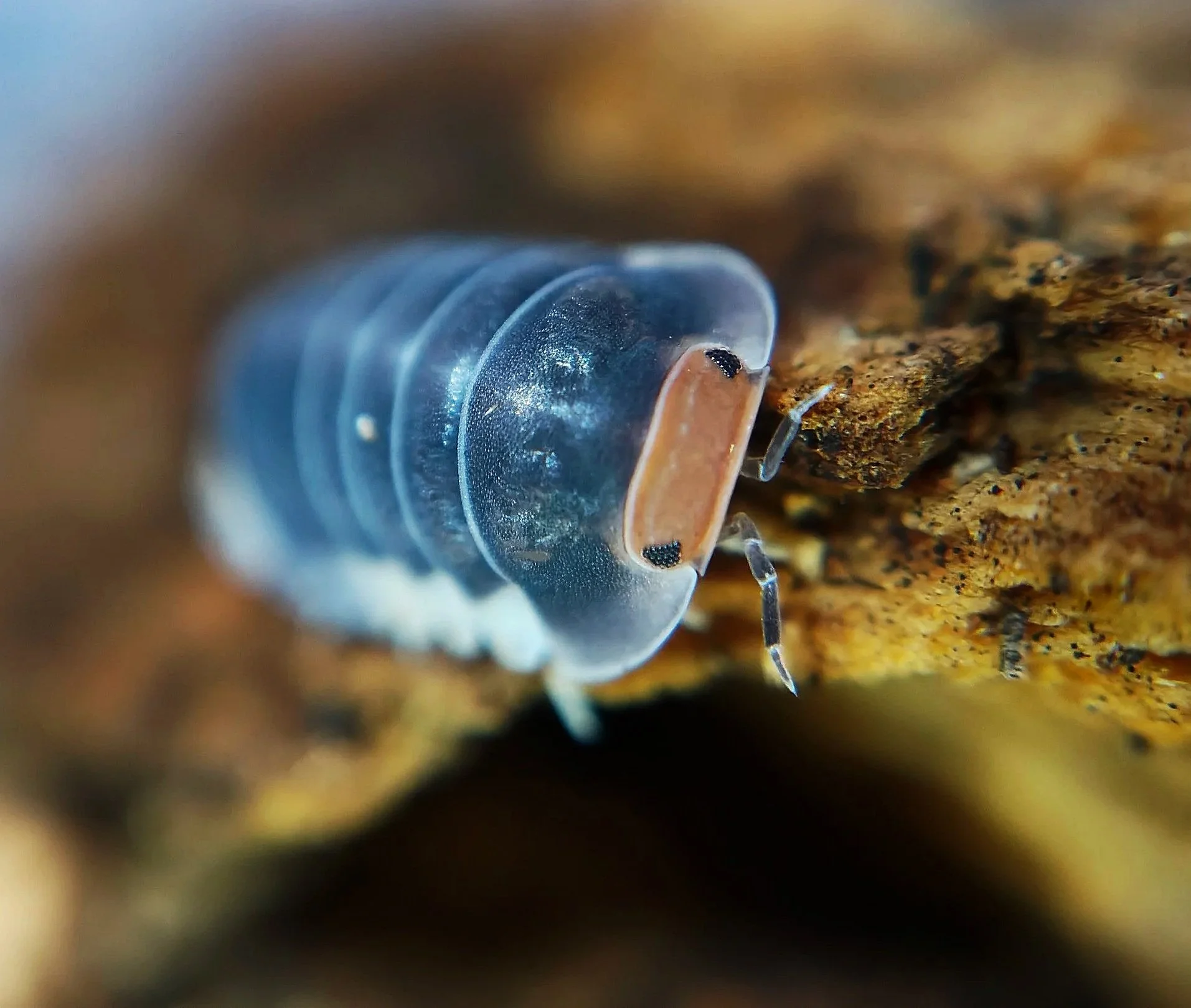 cubaris pak chong isopods uk