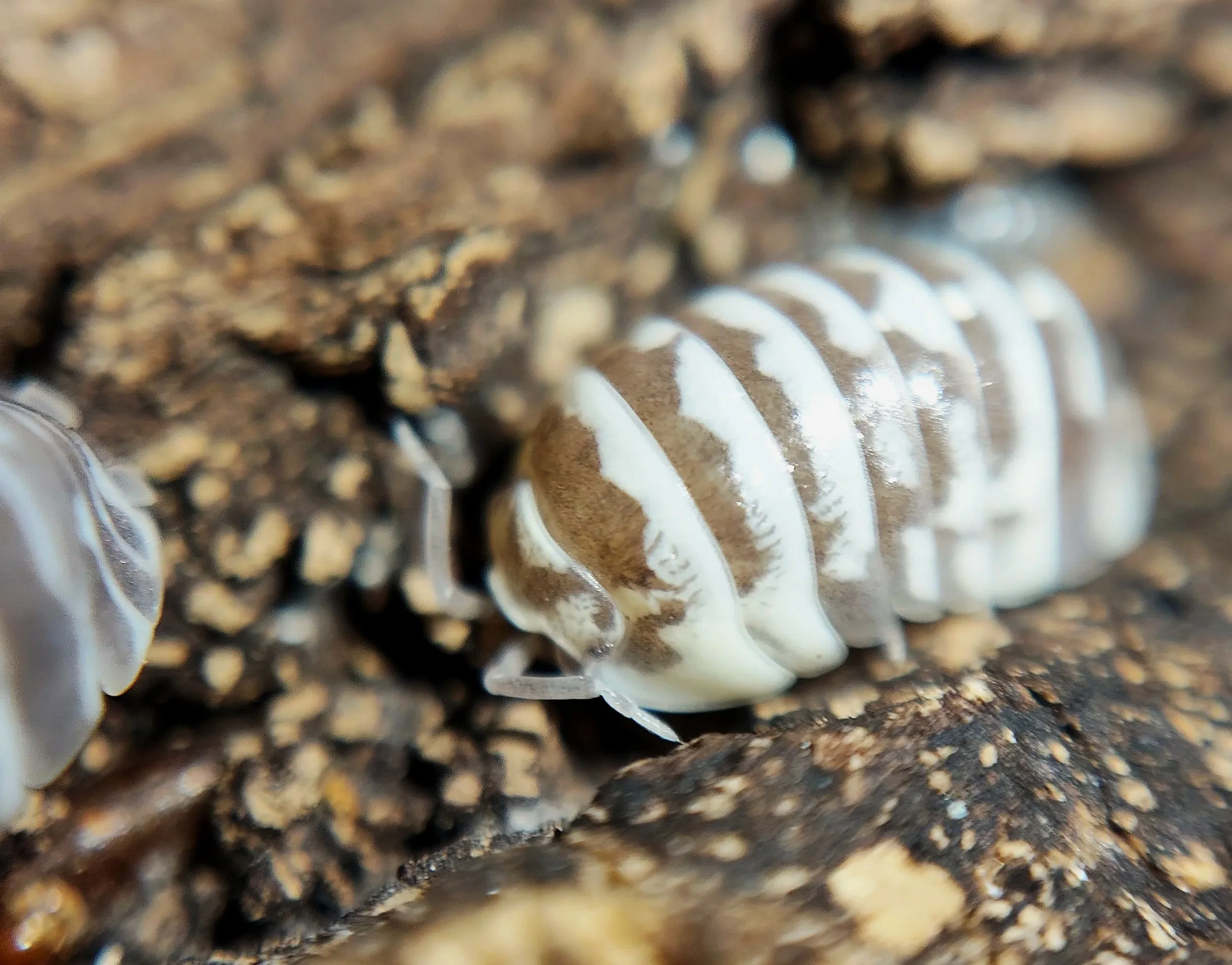 Armadillidium Maculatum Chocolate Zebra Isopod