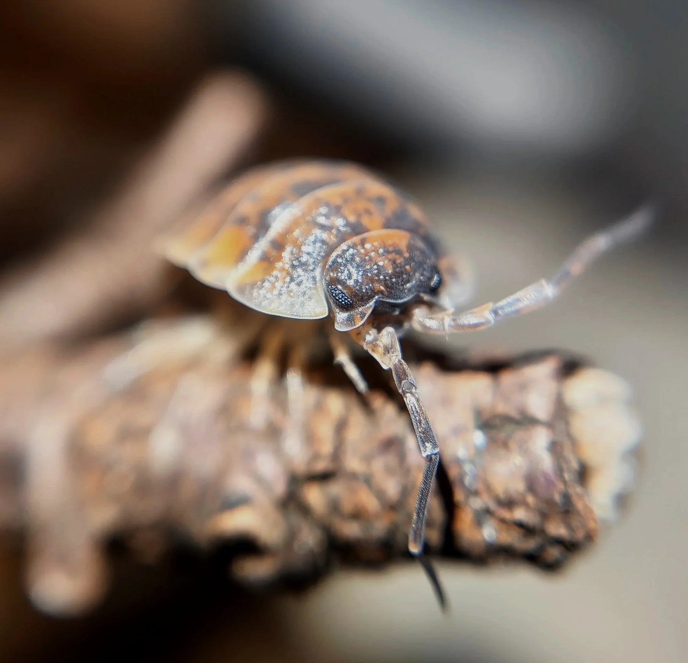 Porcellio Orarum Orarum Marbled Isopod