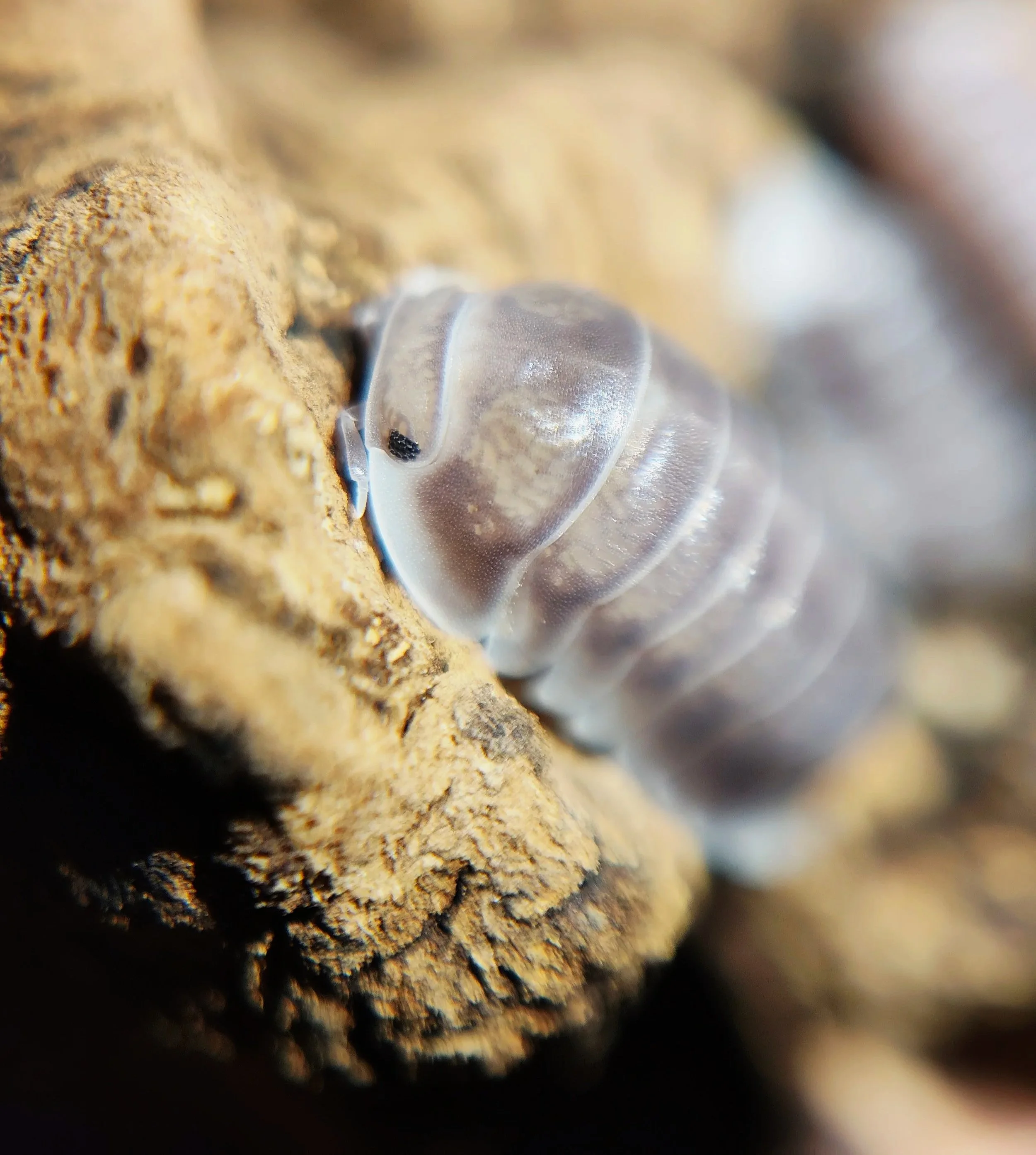 cubaris black panda isopod