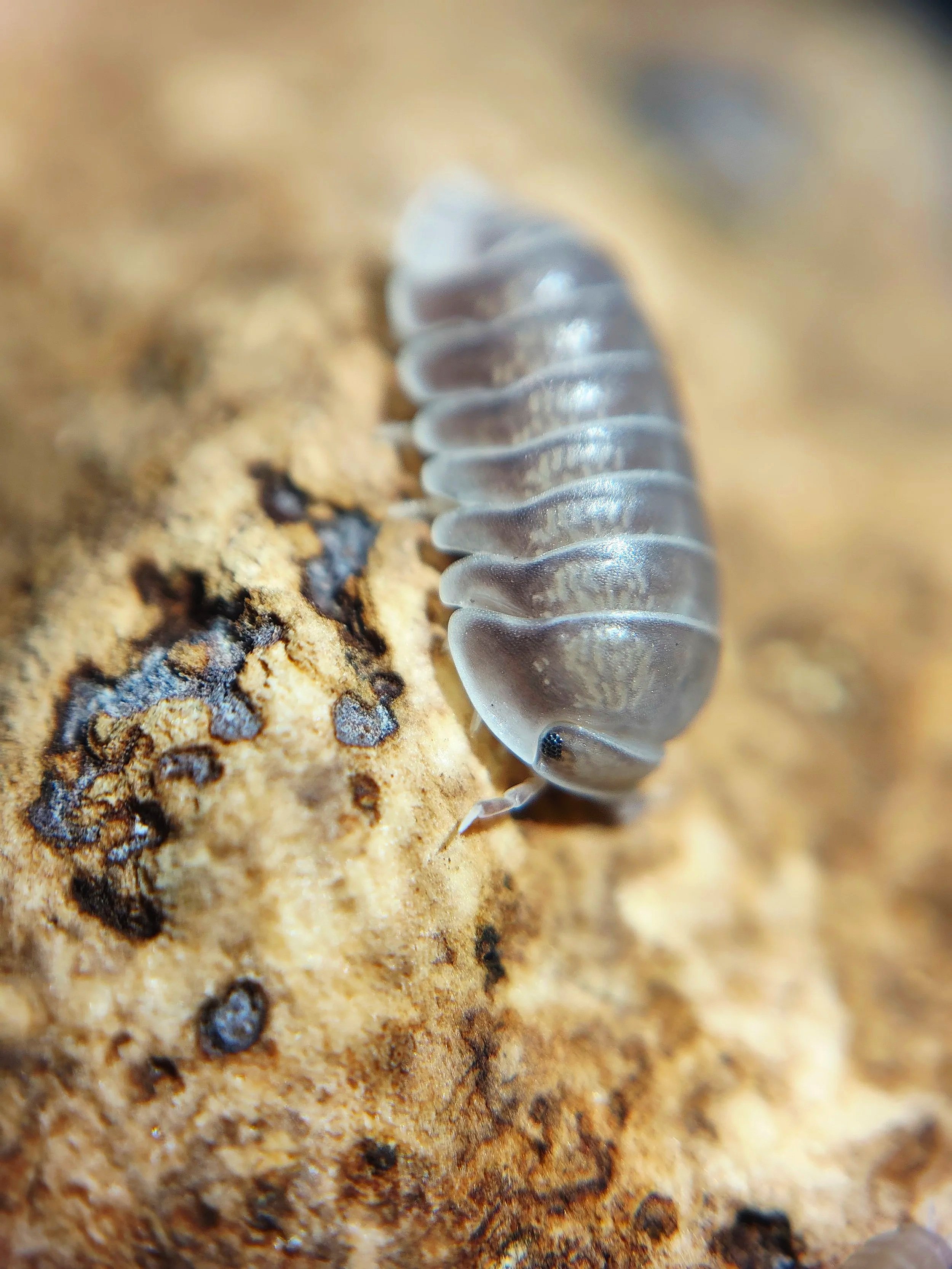 cubaris black panda isopod