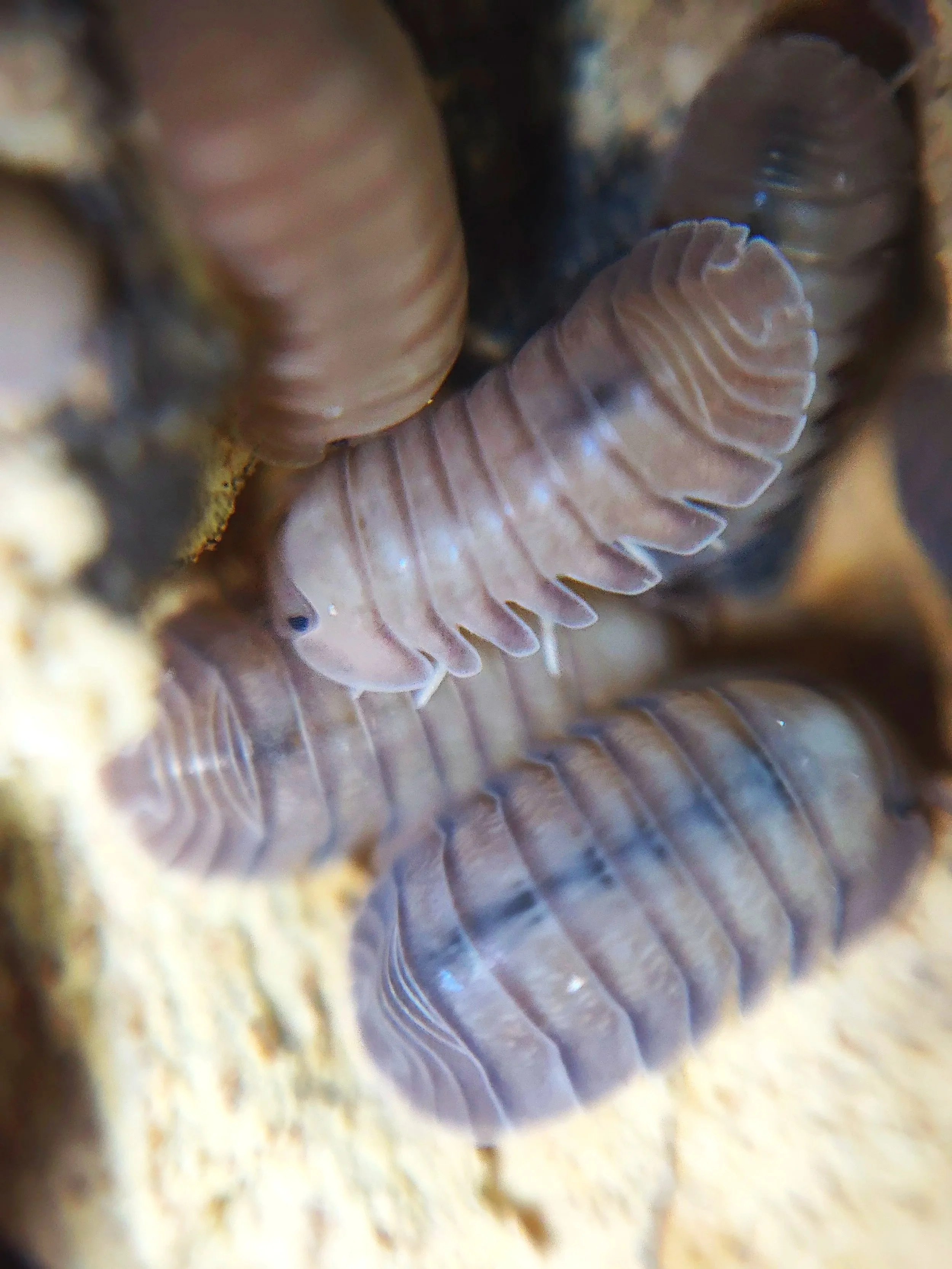 Cubaris Thai Blue Angel Isopods