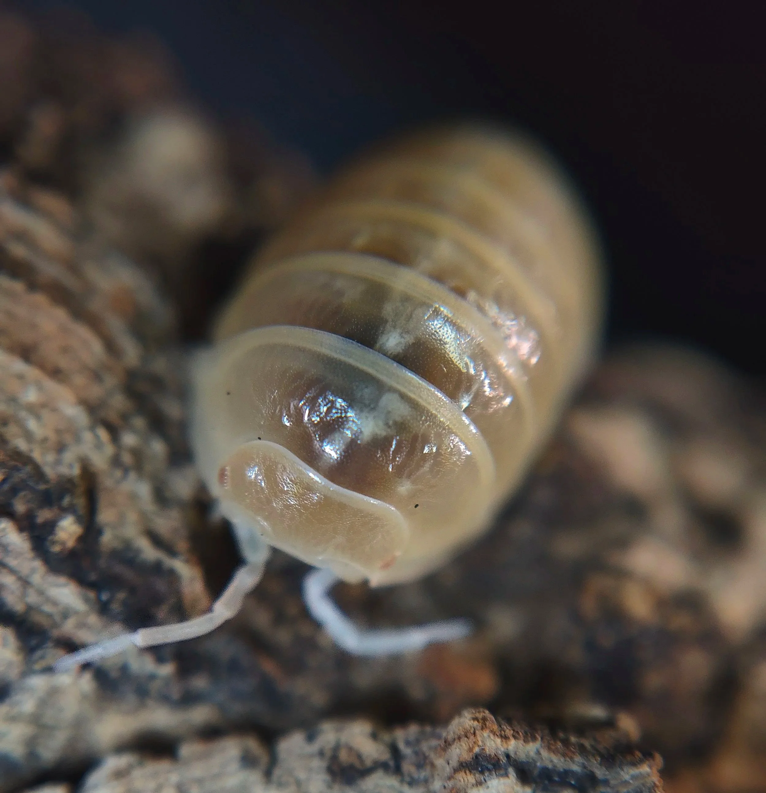 Armadillidium Vulgare T+ Albino Isopod