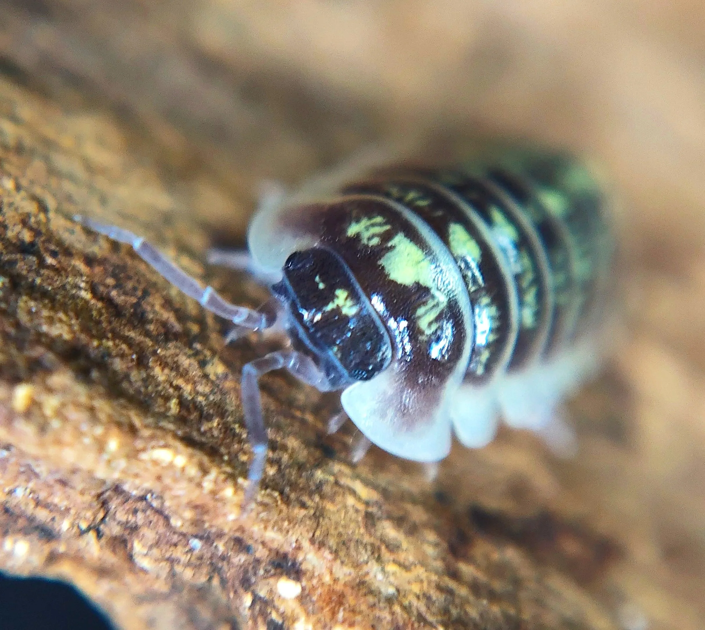 armadillidium ruffoi bright isopods