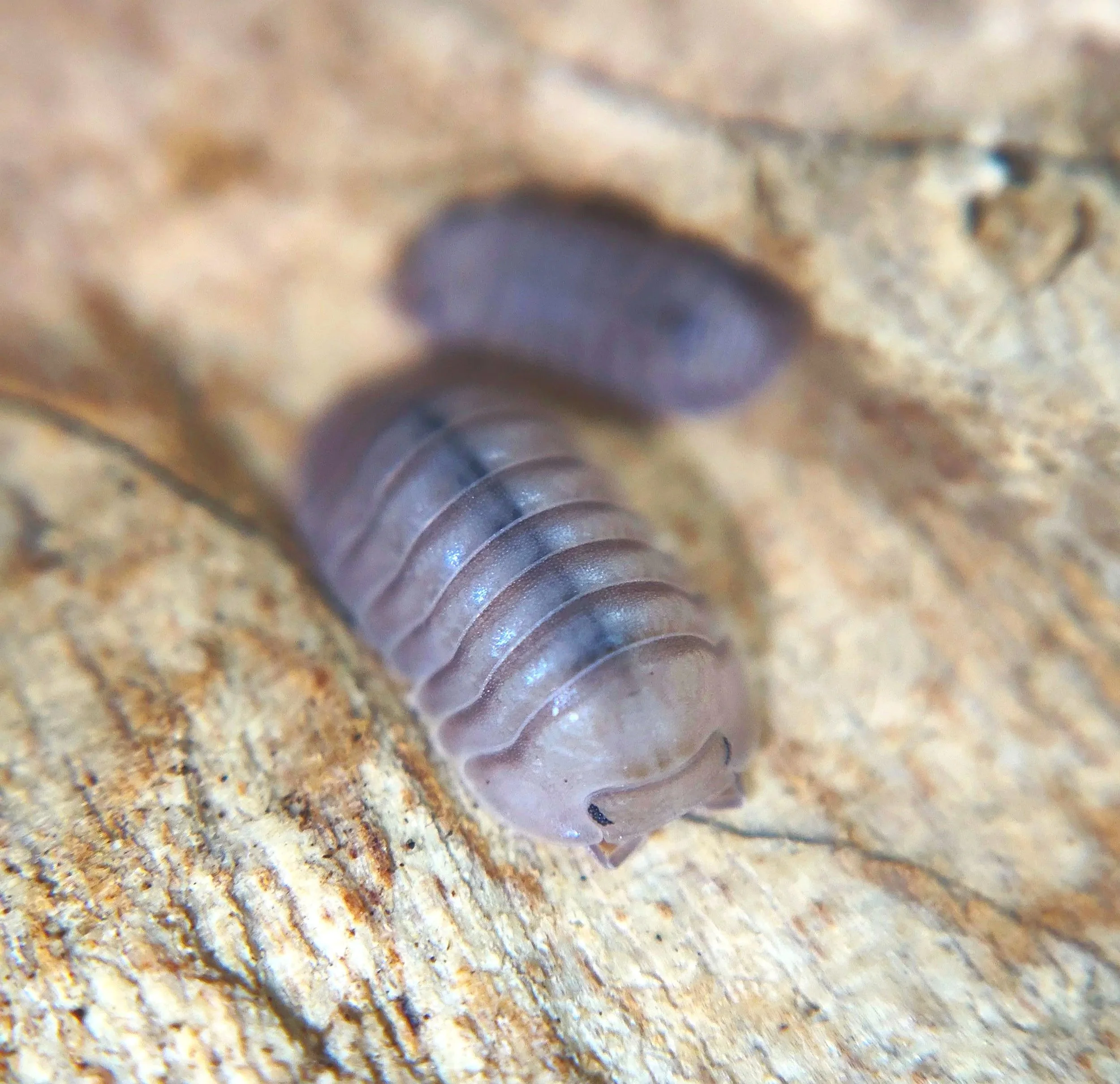 Cubaris Thai Blue Angel Isopods