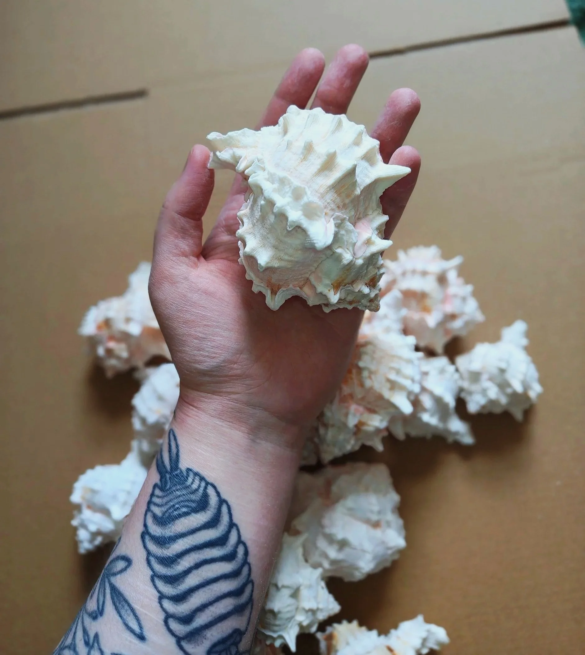 pink murex shells for isopods and other inverts uk supplies for isopods