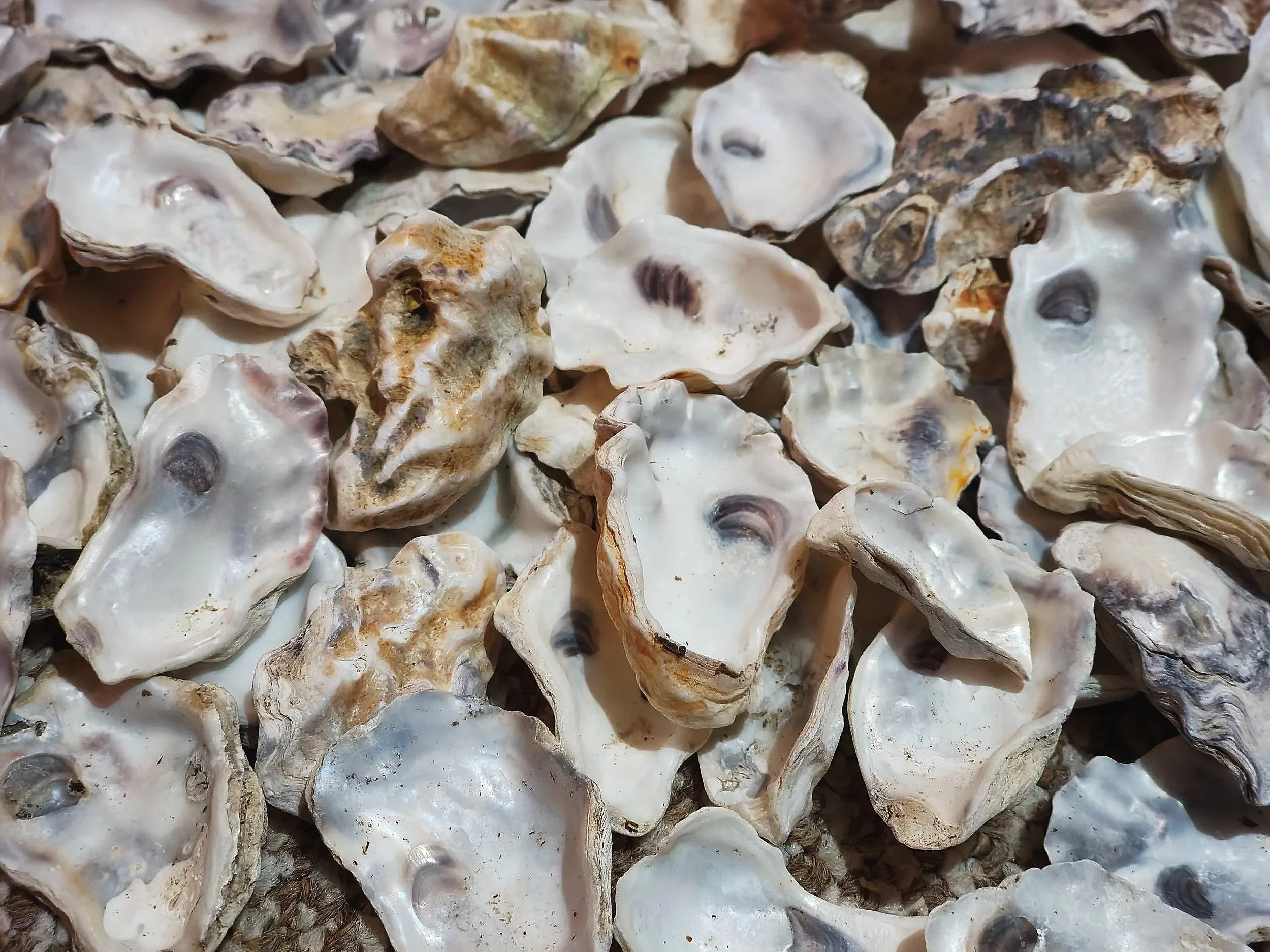 Natural oyster shells for isopod enclosures