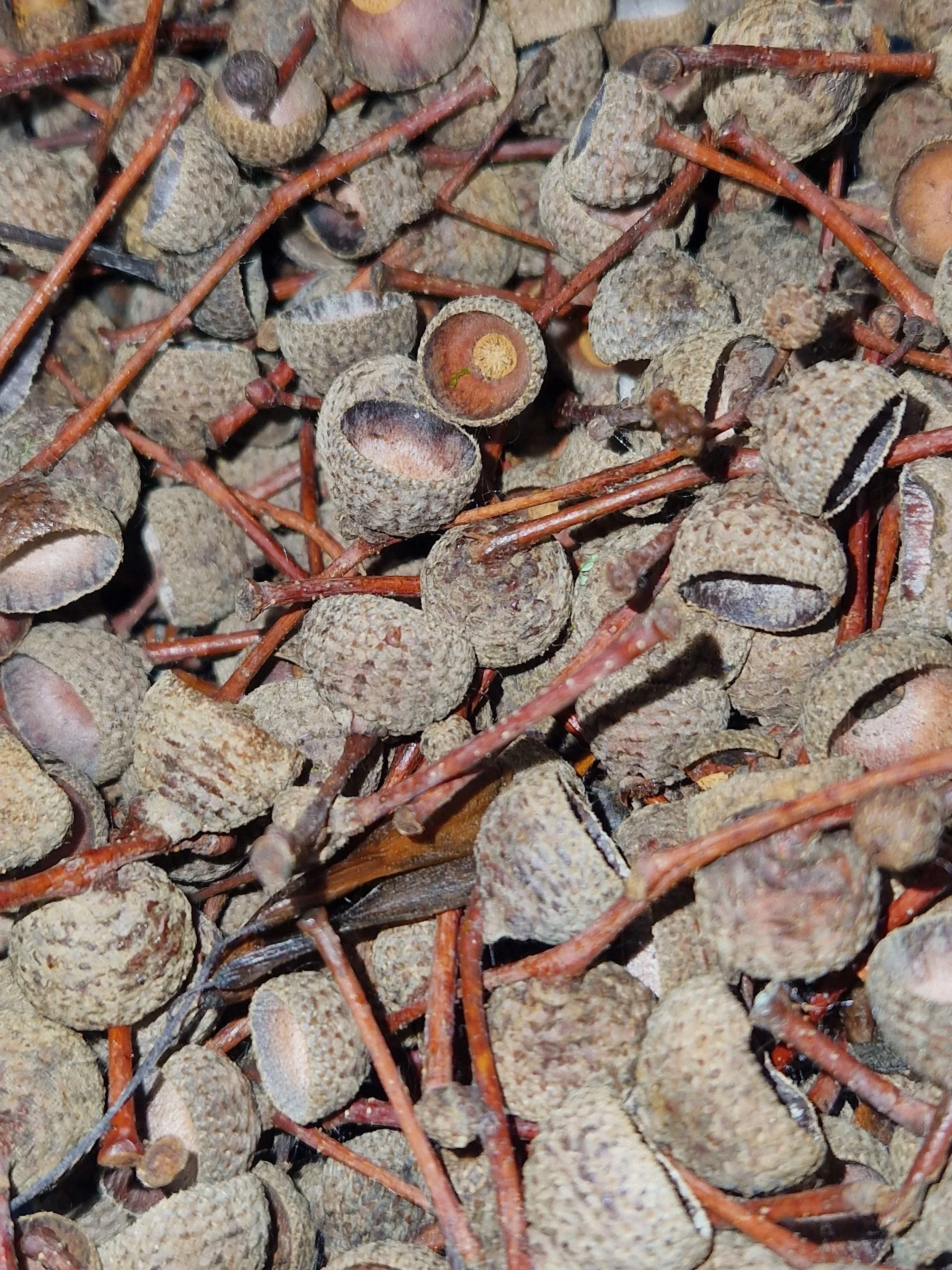 acorn caps for isopods