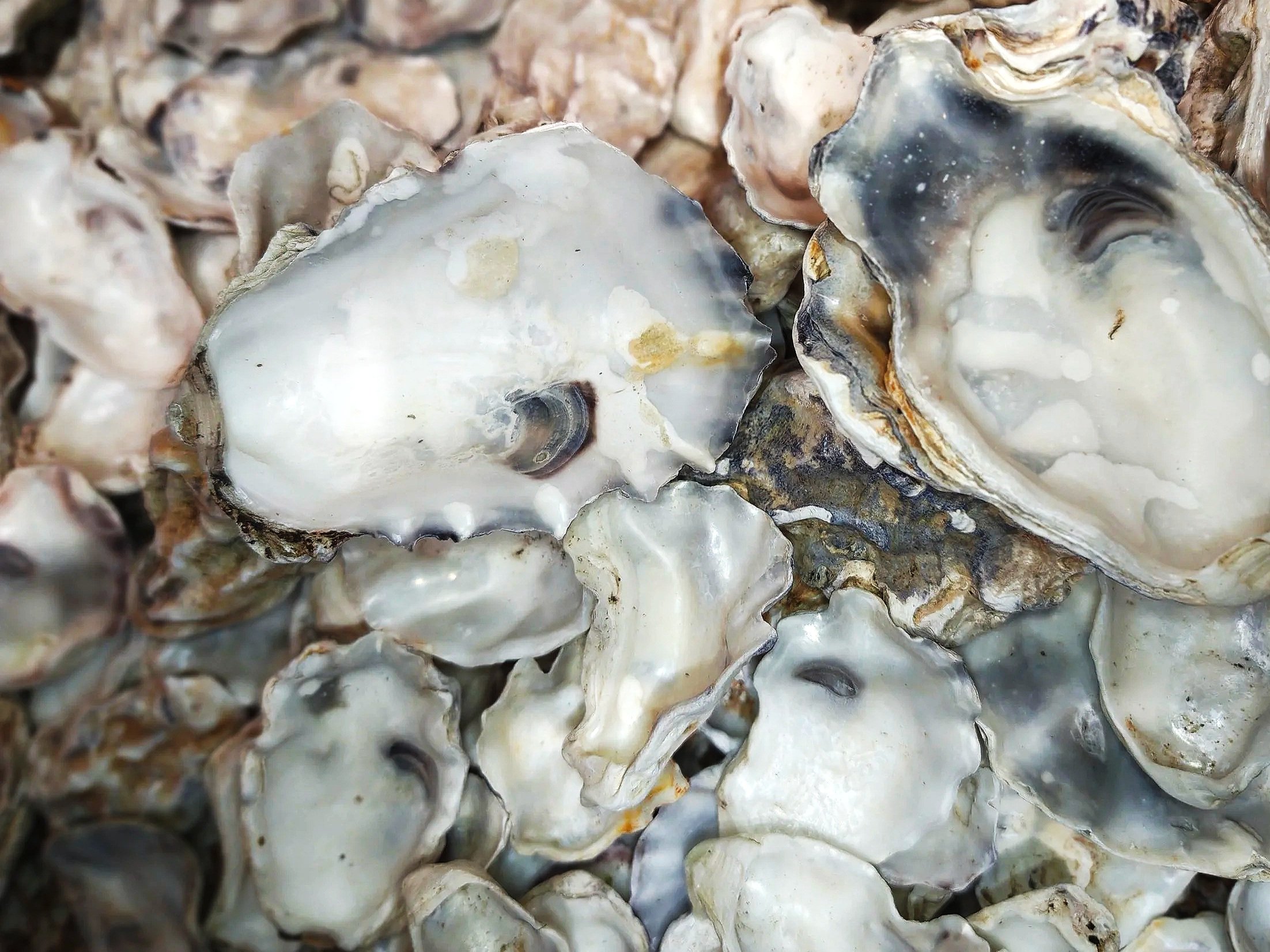 Natural oyster shells for isopod enclosures