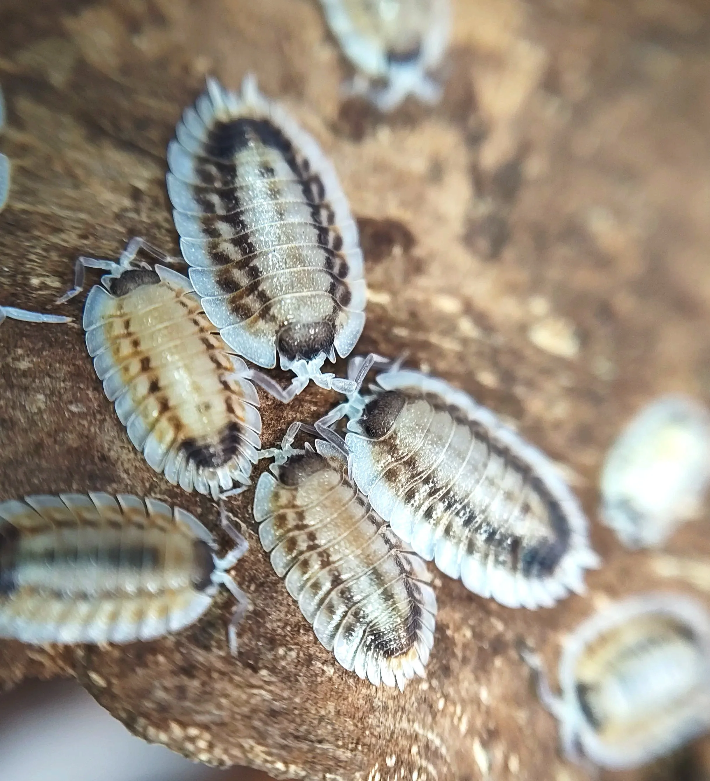porcellio werneri silverback isopods for sale uk