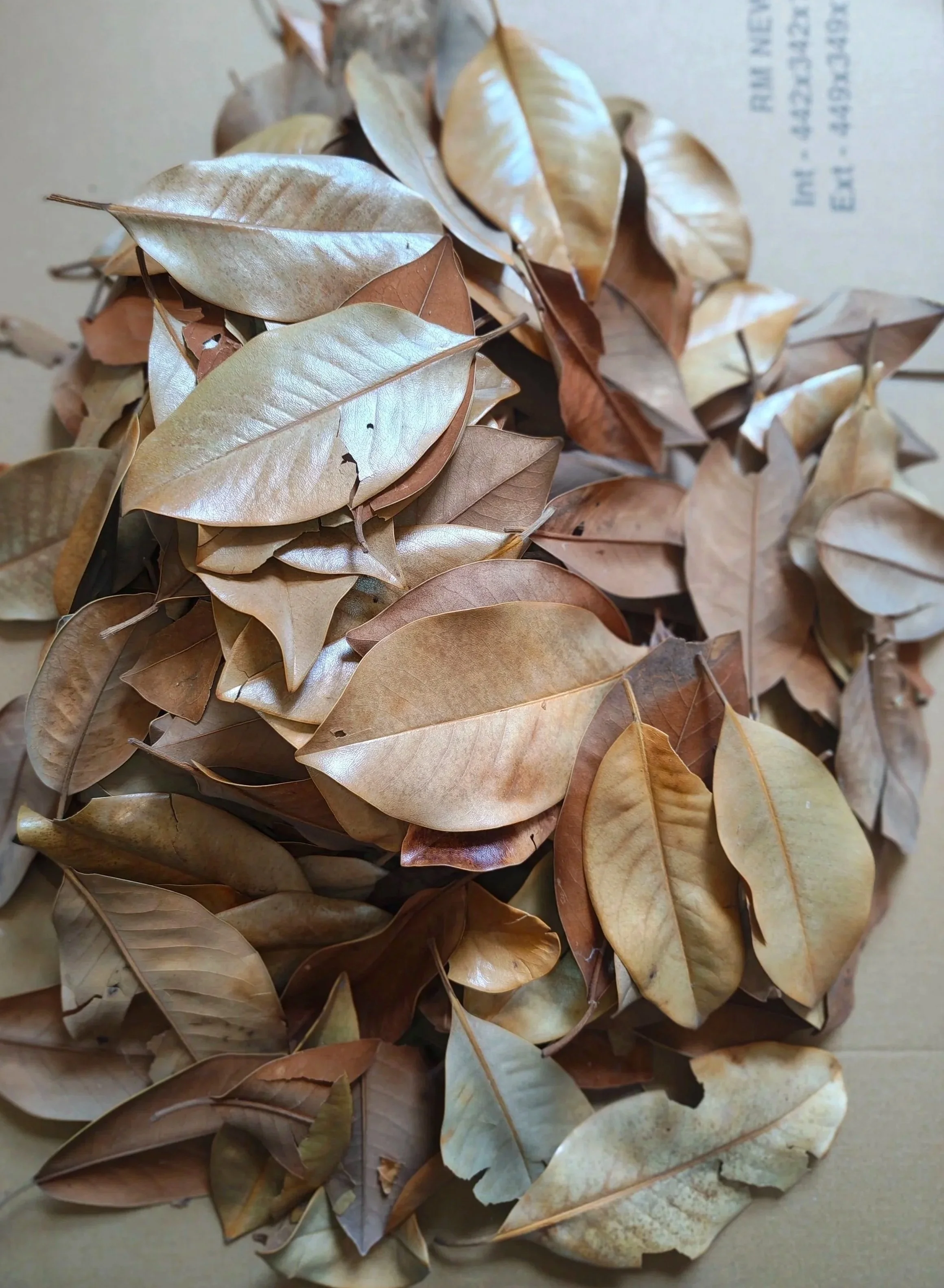 leaf litter for isopods magnolia leaves safe and natural isopod supplies uk