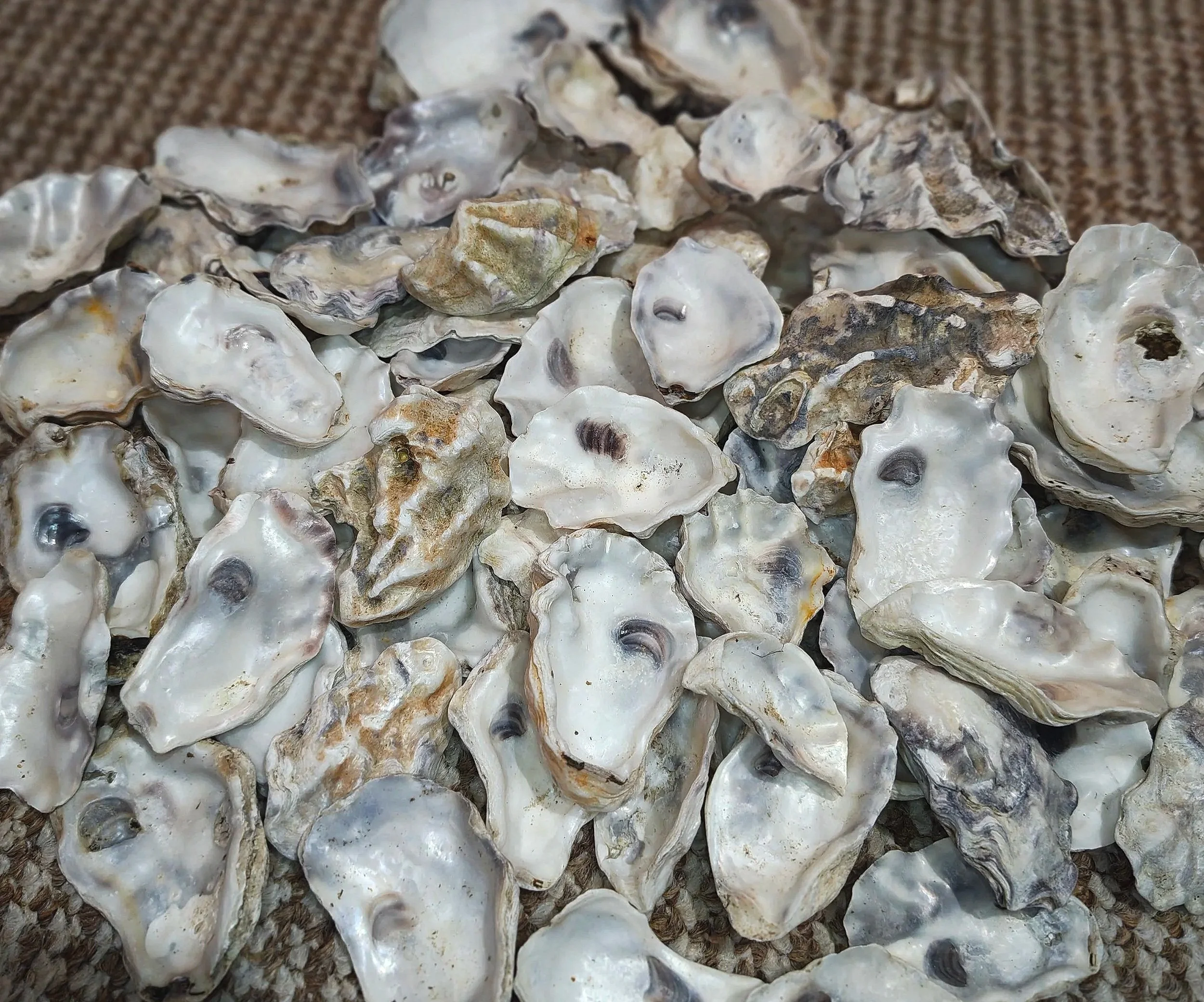 Natural oyster shells for isopod enclosures