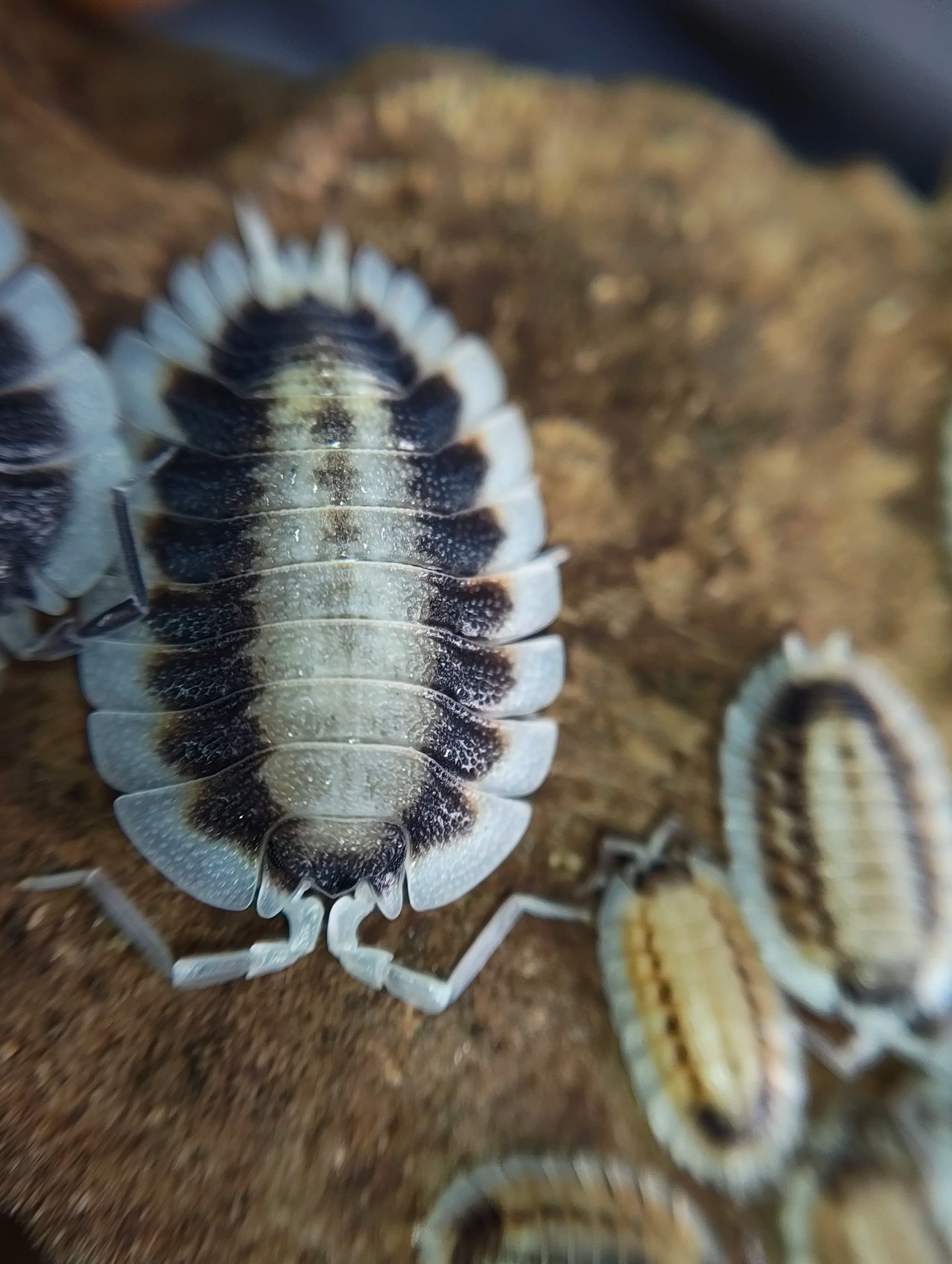 porcellio werneri silverback isopods for sale uk