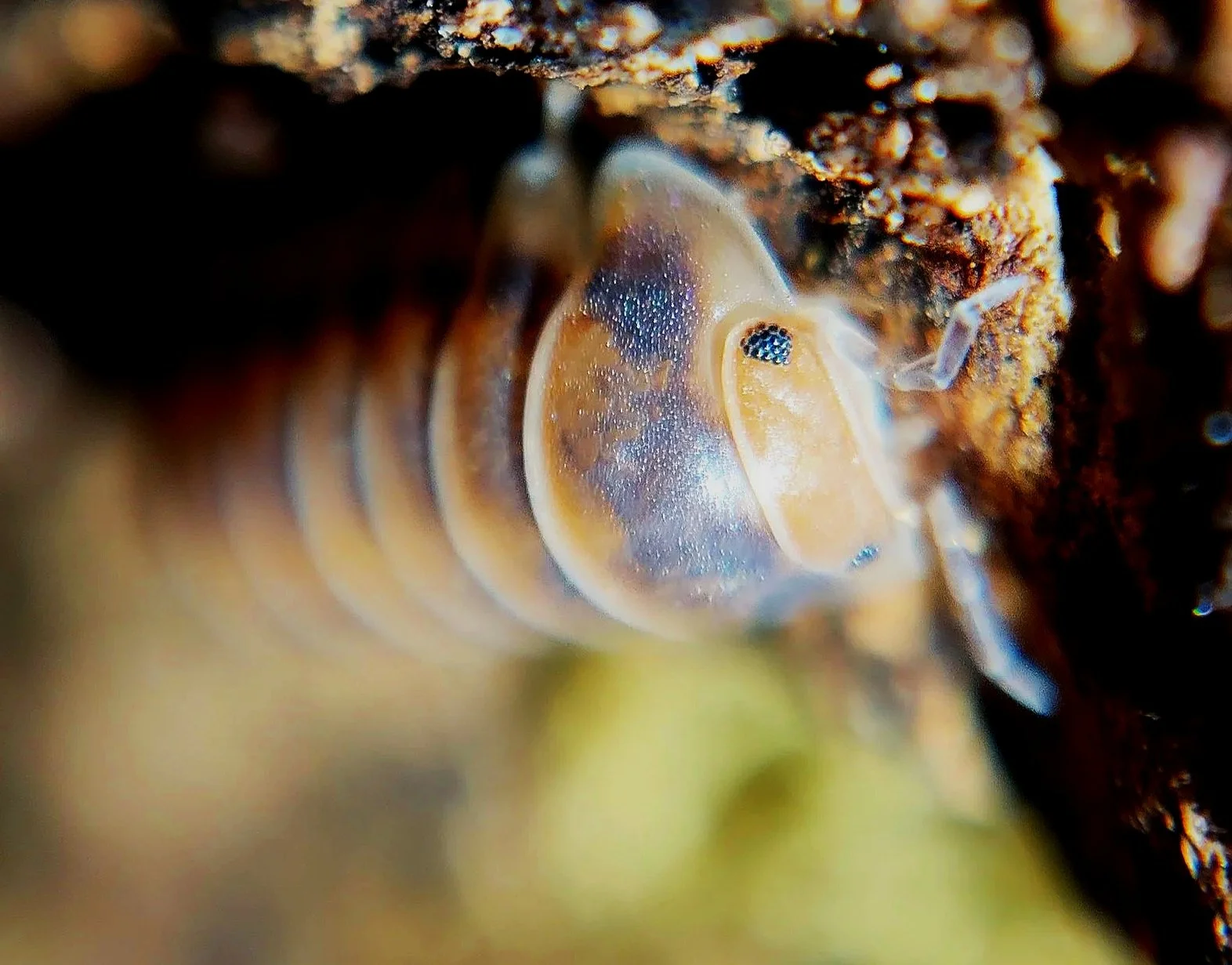 cubaris red pak chong isopods uk pak chong red isopods for sale