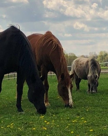 B+T+O+pasture+cropped.jpg