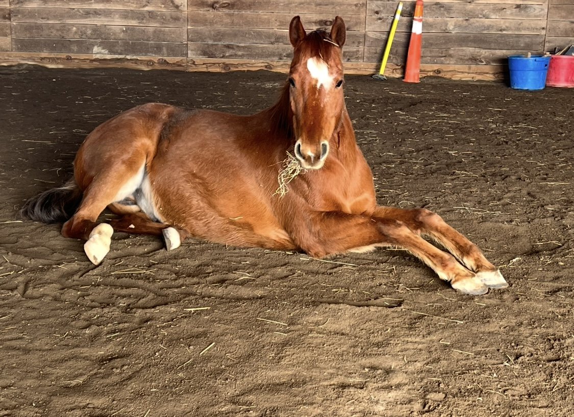 Meyer laying down hay.jpg