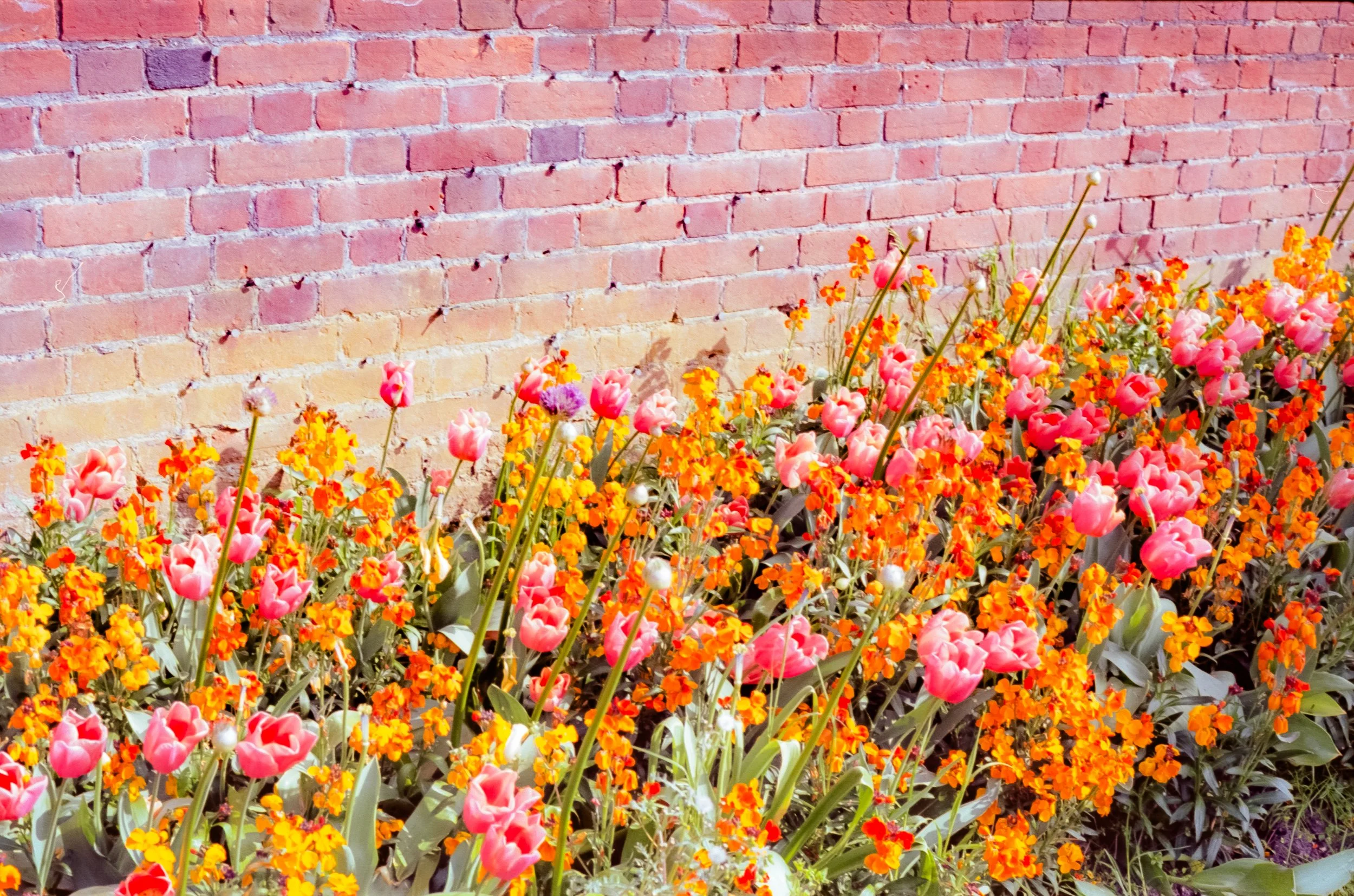 Flowers, Hampton Court, London, 2022