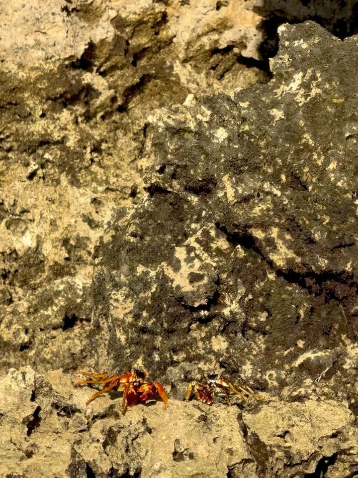 Creatures of the Indian Ocean appreciation celebration. 

#sealife