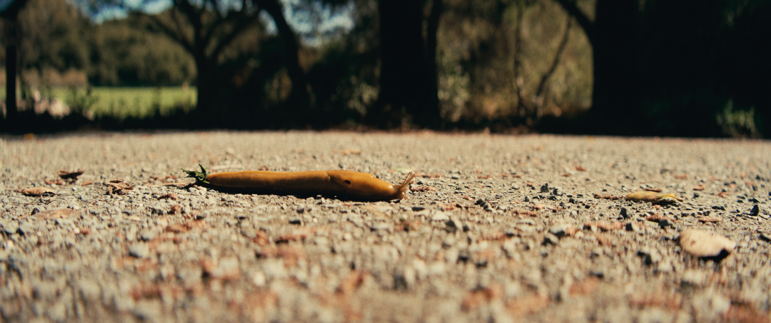 Final StillsSF_1.11.1.png