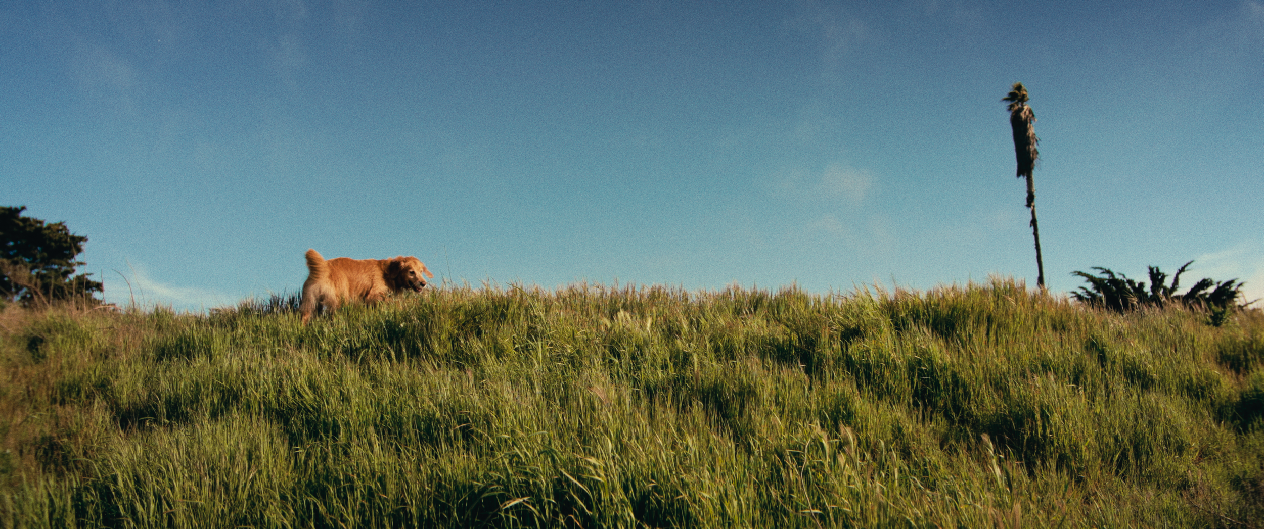 Final StillsSF_1.37.1.png