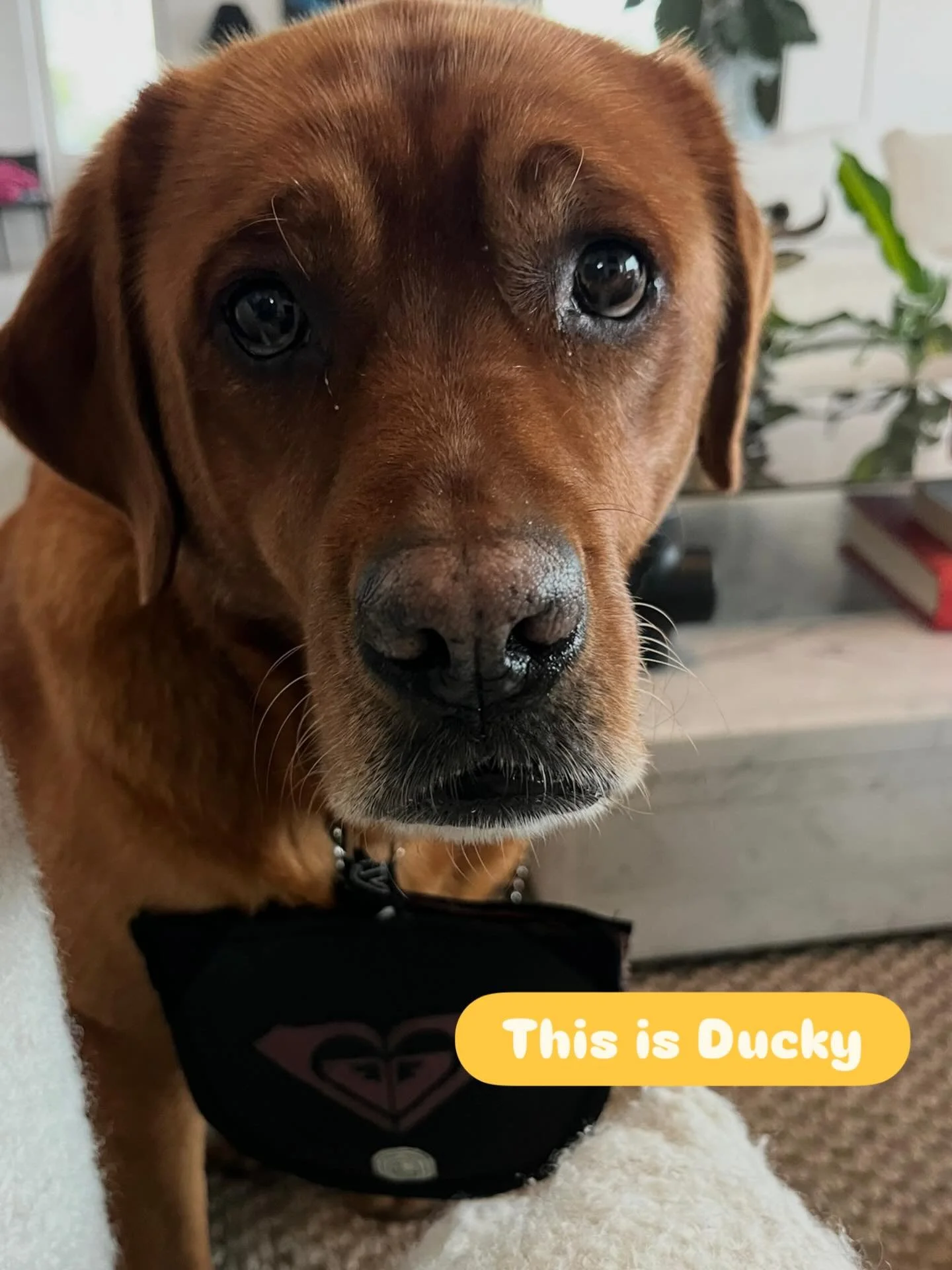 Conclusions were made after a big week of R&amp;D on the Wag Sak. 

With so many combinations of style, size and color, Ducky had a hard decision to make. 

In the end, the large size @roxy stole her heart 🫶 combo with handmade leash by @theknothous