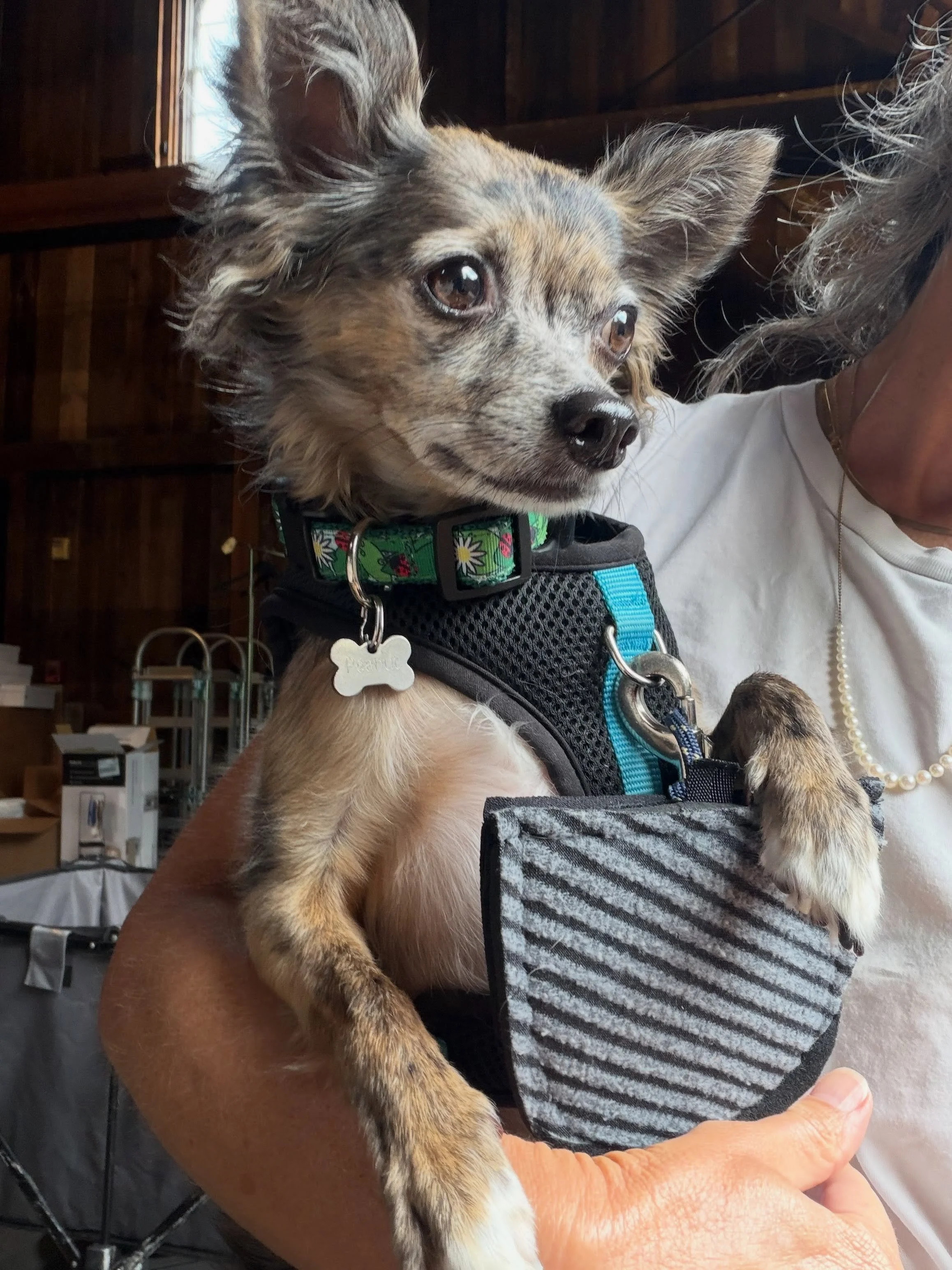 A PSA from Peanut on behalf of all the paws:

Help save the planet and look cute doing it!  Get yourself a Wag Sak 🐾 🐶♻️

Shop link in bio. More coming to site soon. 
DM for custom color orders. 

And remember to click the box at checkout for free 